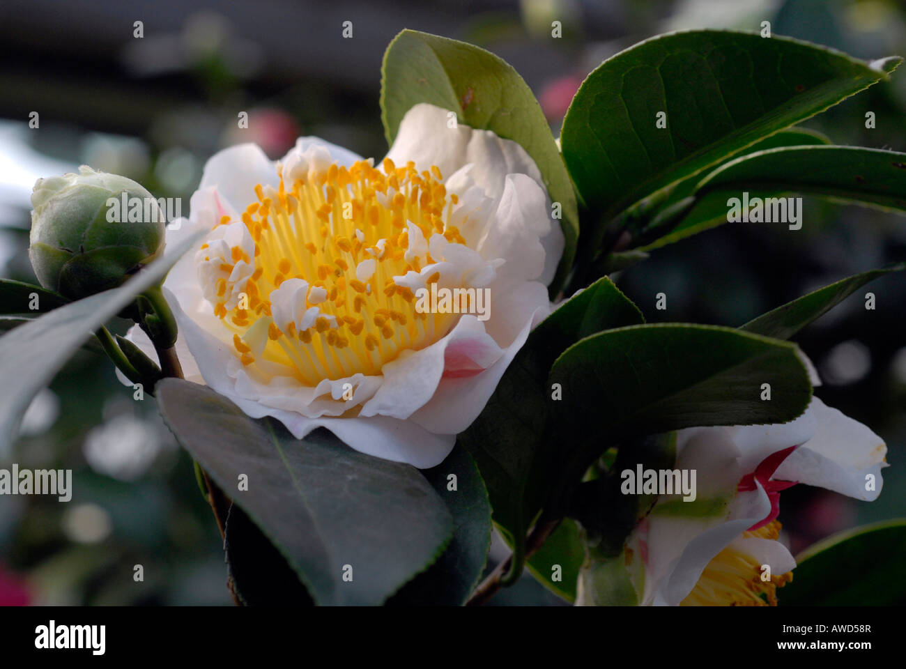 Japanese Camellia (Camellia japonica), botanical gardens in Germany, Europe Stock Photo