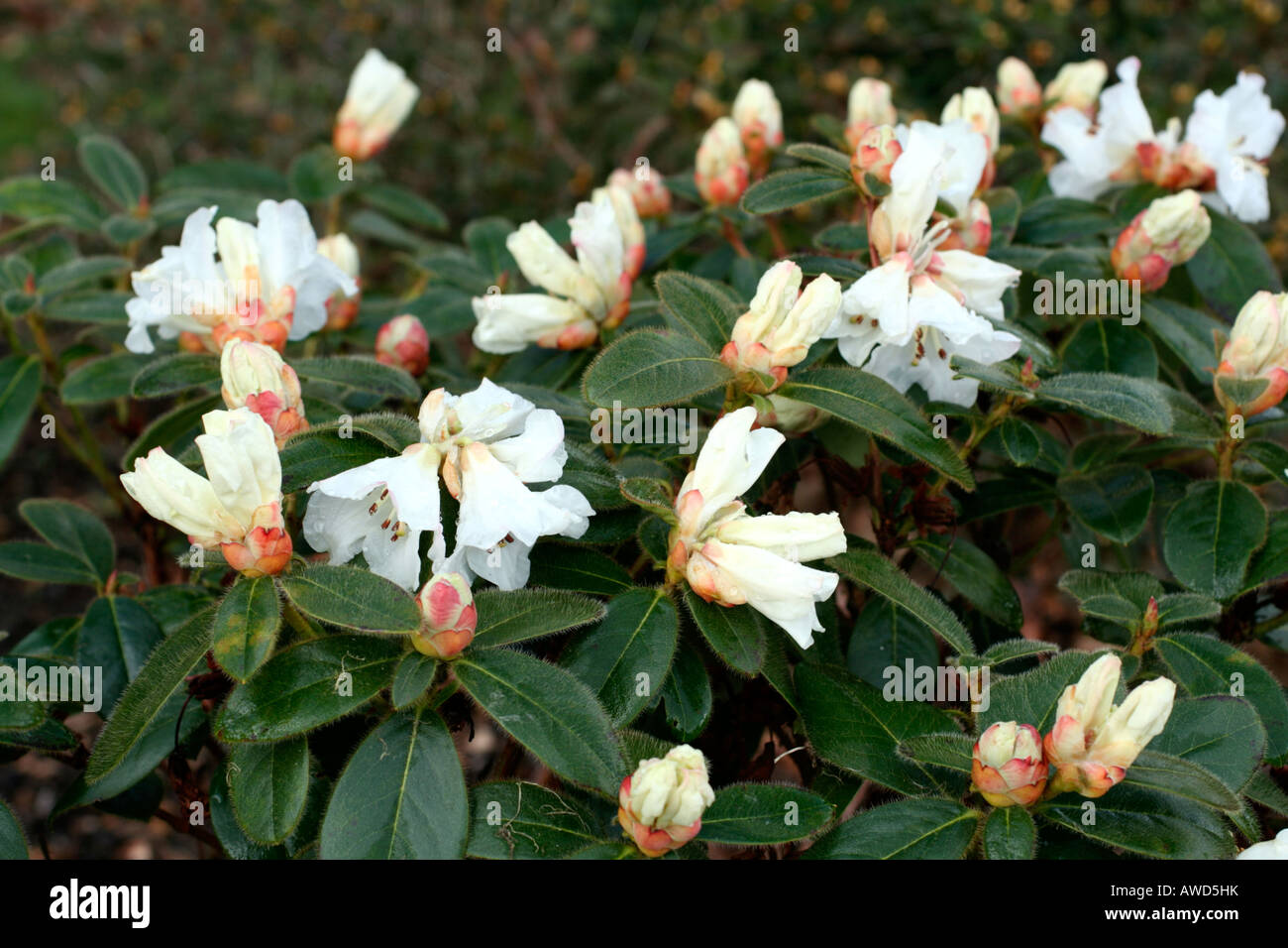 RHODODENDRON LUCY LOU Stock Photo