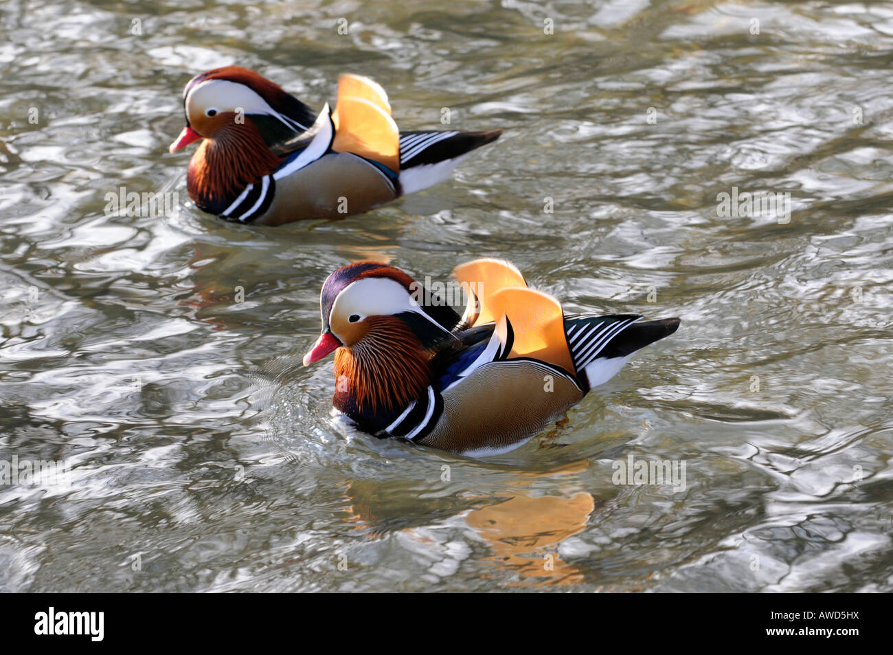 Mandarin Ducks (Aix galericulata) at a zoo in Bavaria, Germany, Europe Stock Photo Alamy