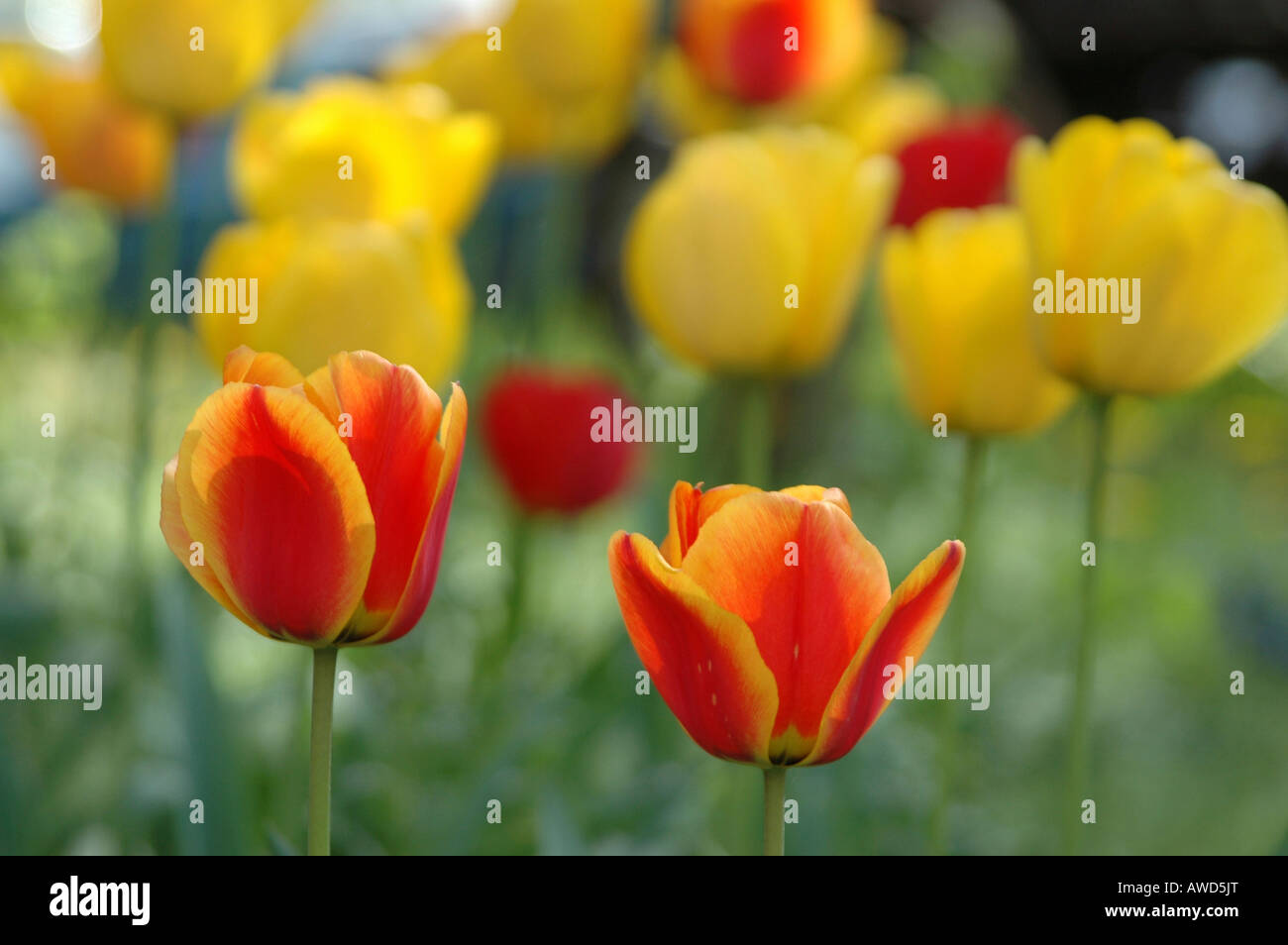 Tulips (Tulipa) Stock Photo