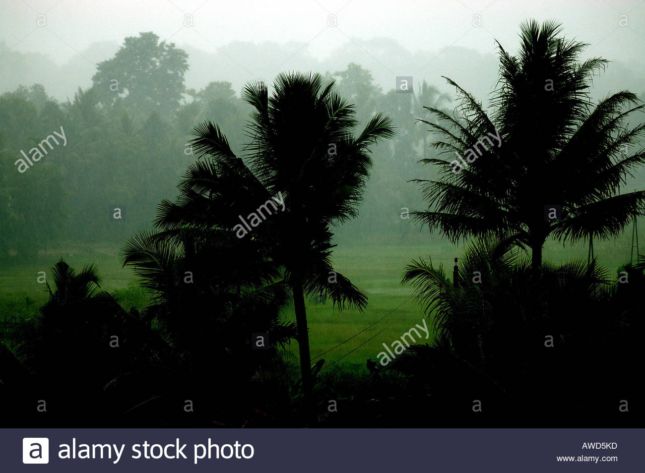 Rainy Season In Kerala Stock Photos & Rainy Season In Kerala Stock ...