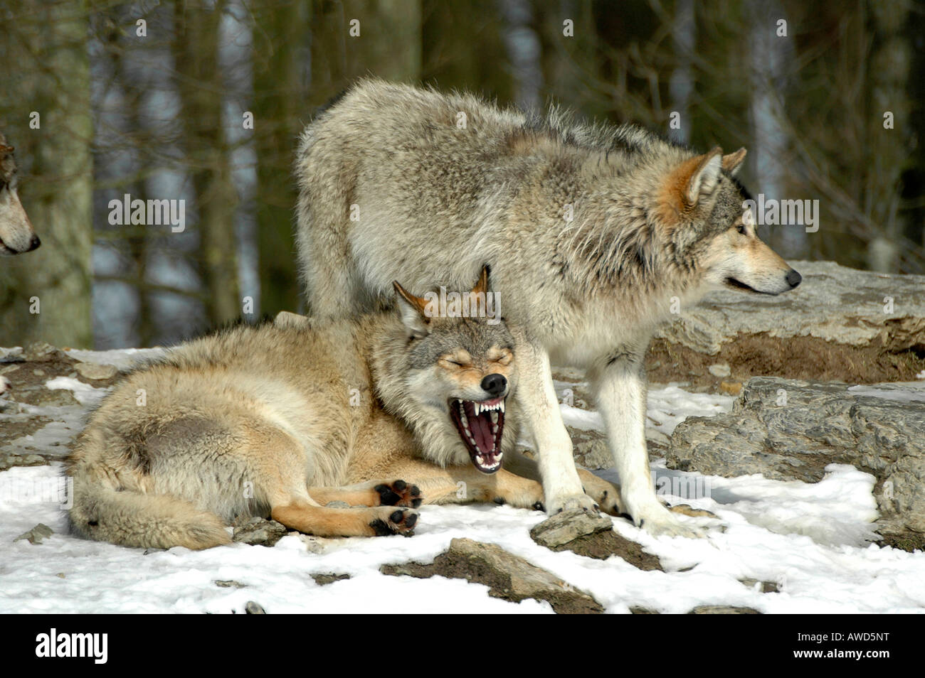 Grey - or Timber Wolves (Canis lupus) at a zoo in Germany, Europe Stock Photo