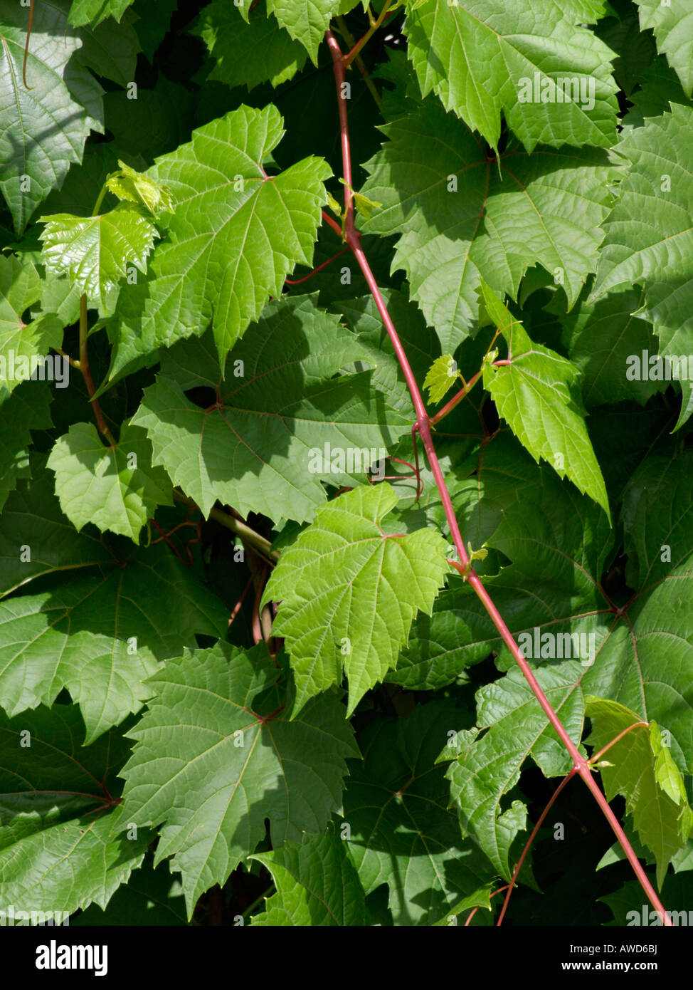 Riverbank vine (Vitis riparia) Stock Photo