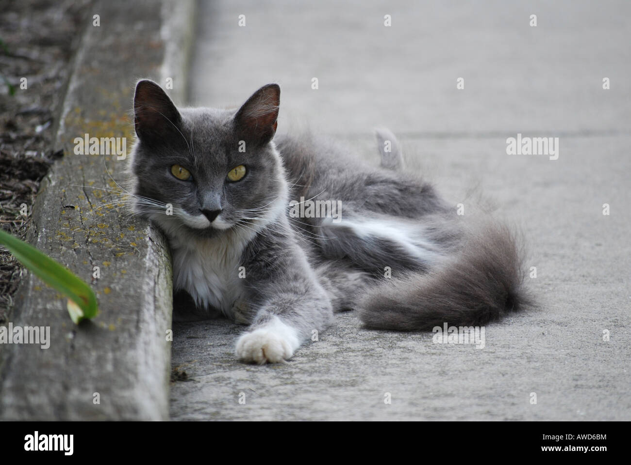 grey cat lying on ground Stock Photo - Alamy