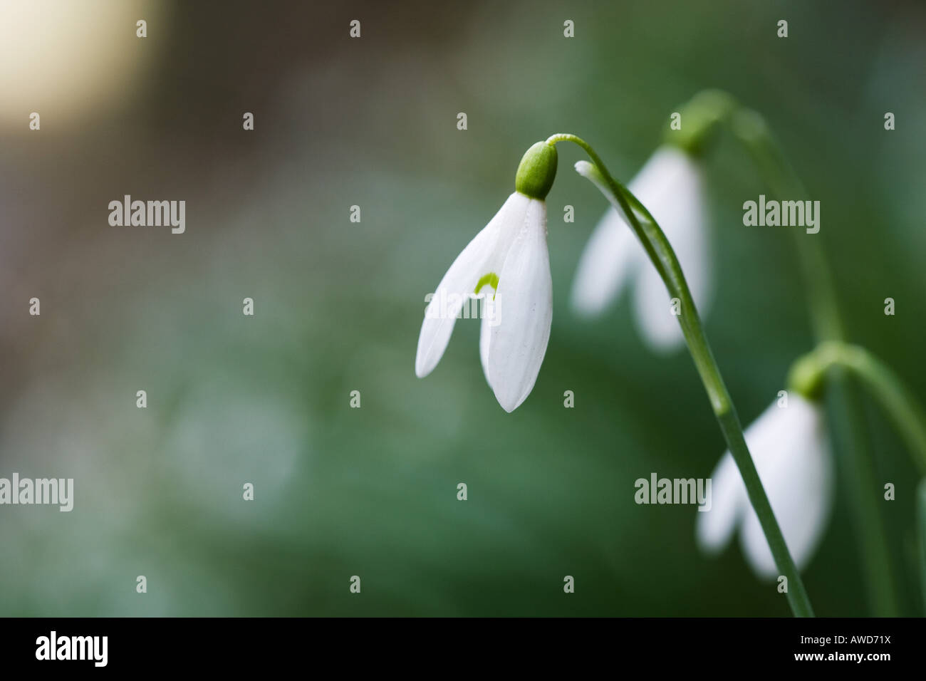 Snowdrops against green background Stock Photo