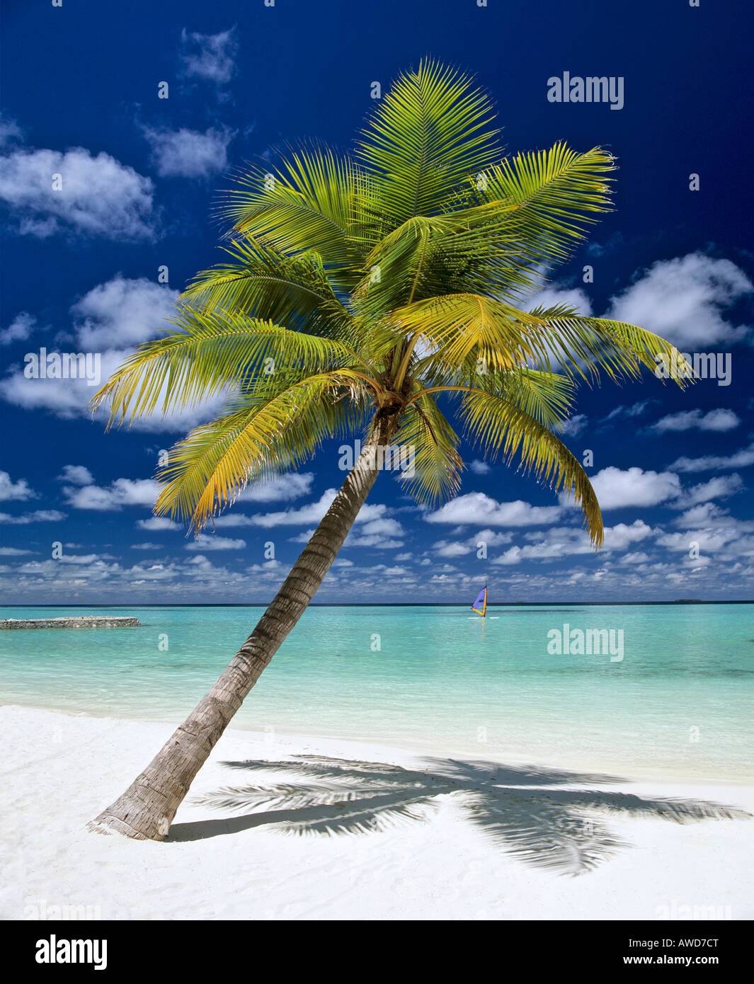 Palm tree, beach and windsurfer, Maldives, Indian Ocean Stock Photo