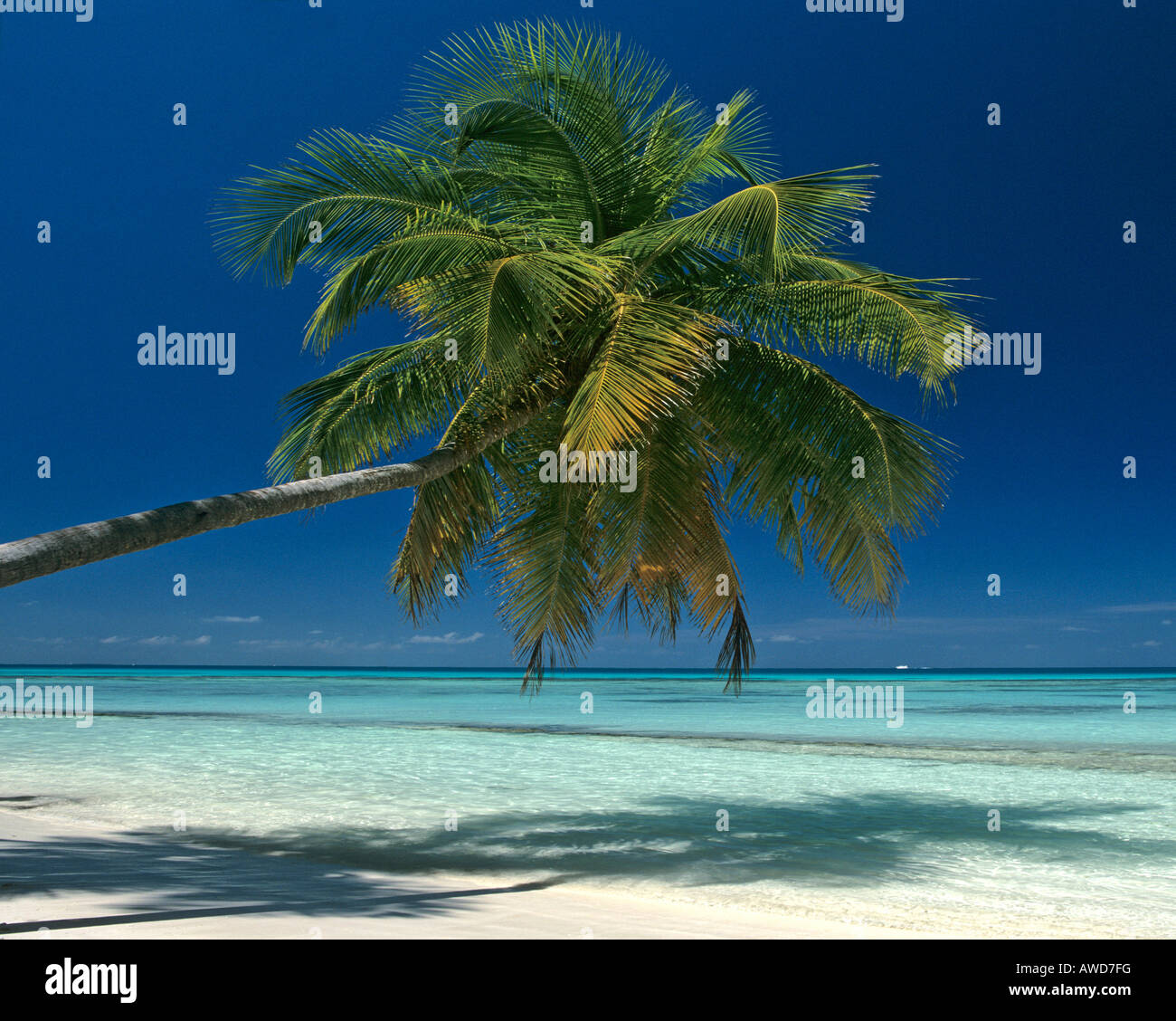 Palm tree on the beach hanging over the water, Maldives, Indian Ocean Stock Photo