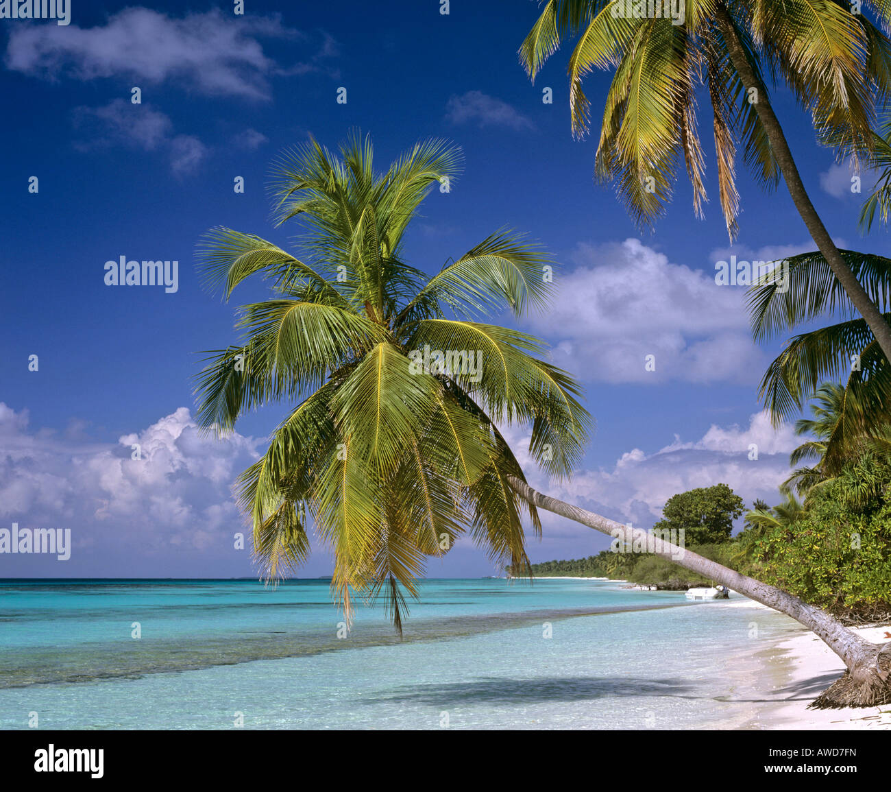 Palm tree on beach hanging over water, Maldives, Indian Ocean Stock Photo