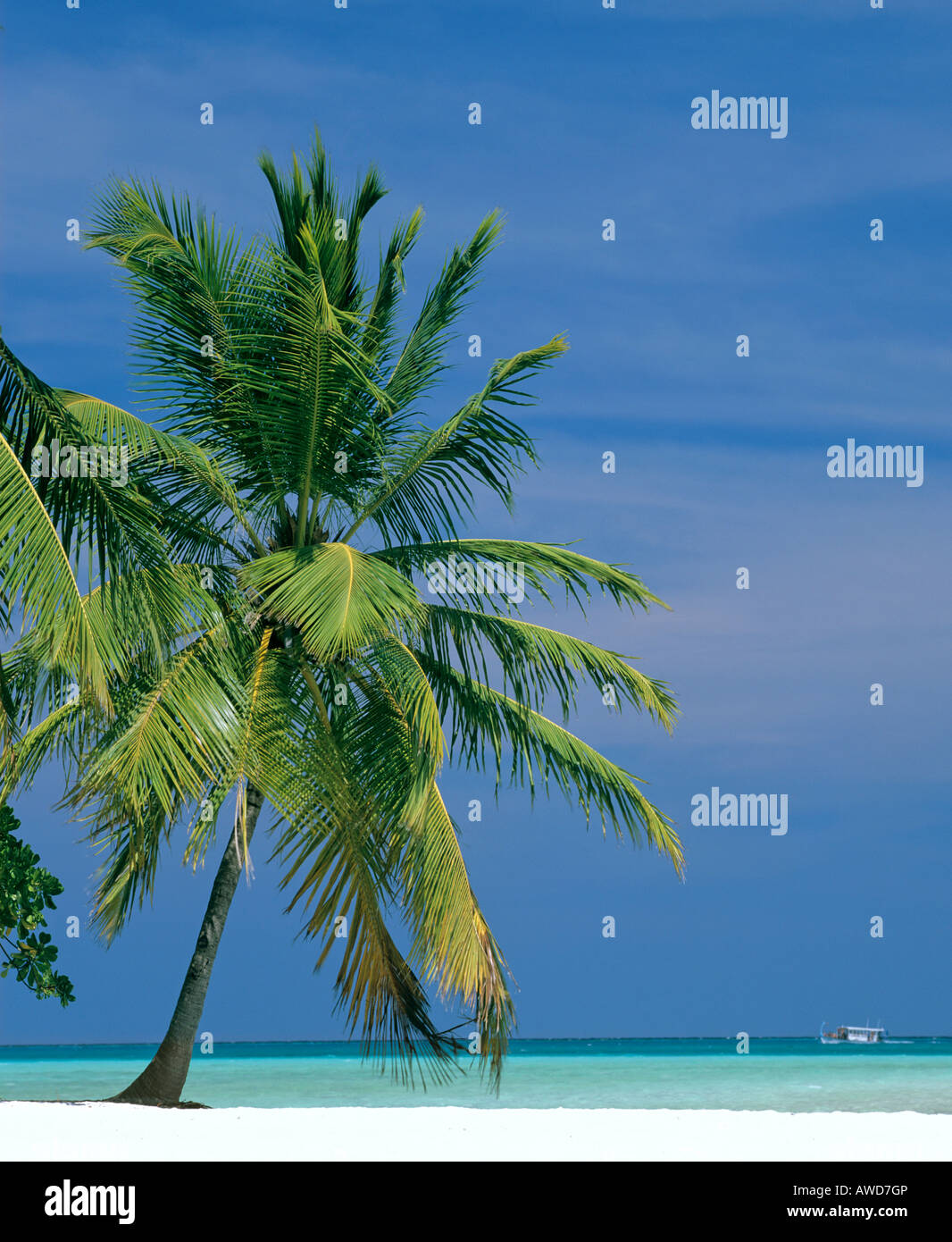 Palm tree on beach, Maldives, Indian Ocean Stock Photo