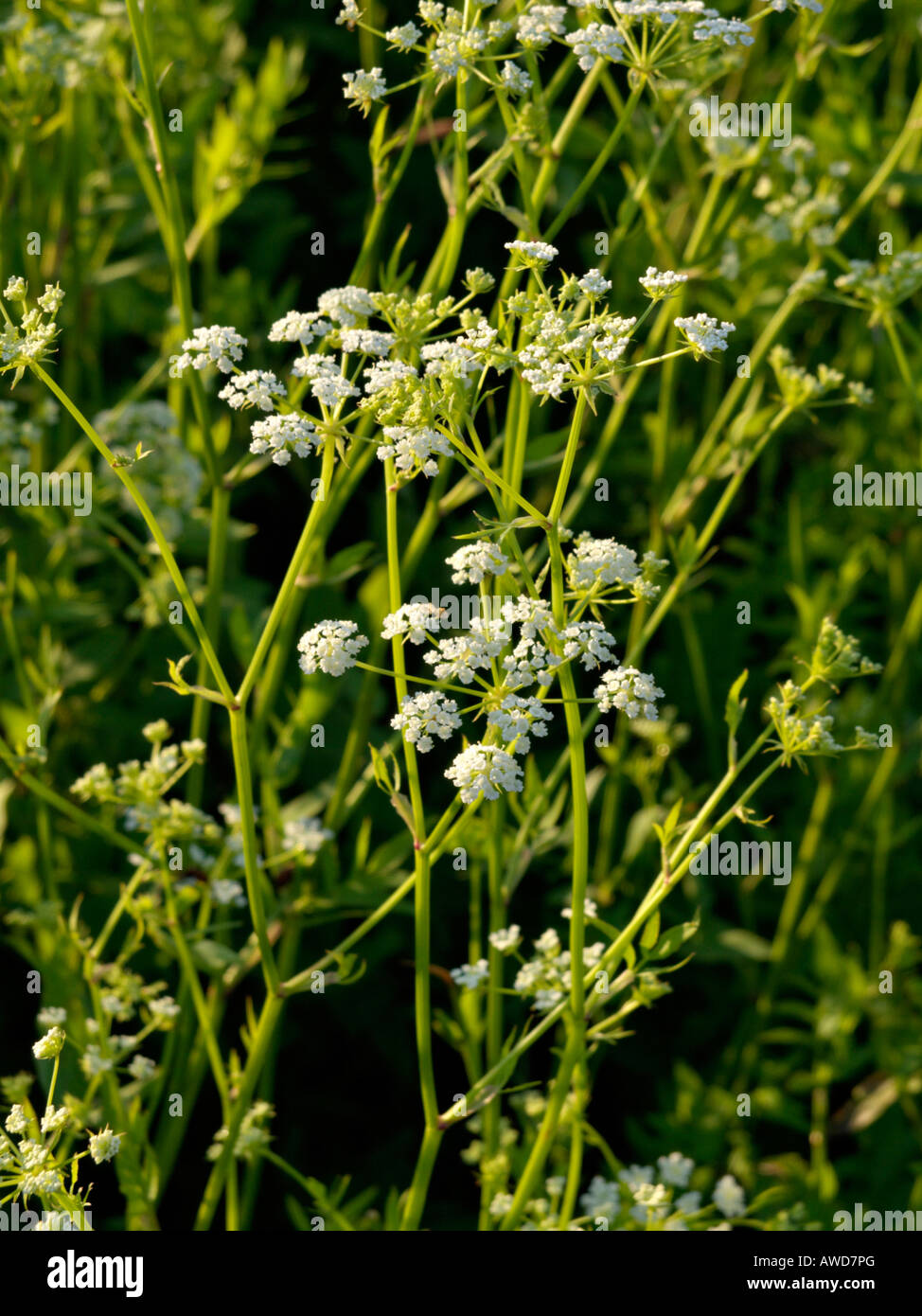 Skirret (Sium sisarum) Stock Photo