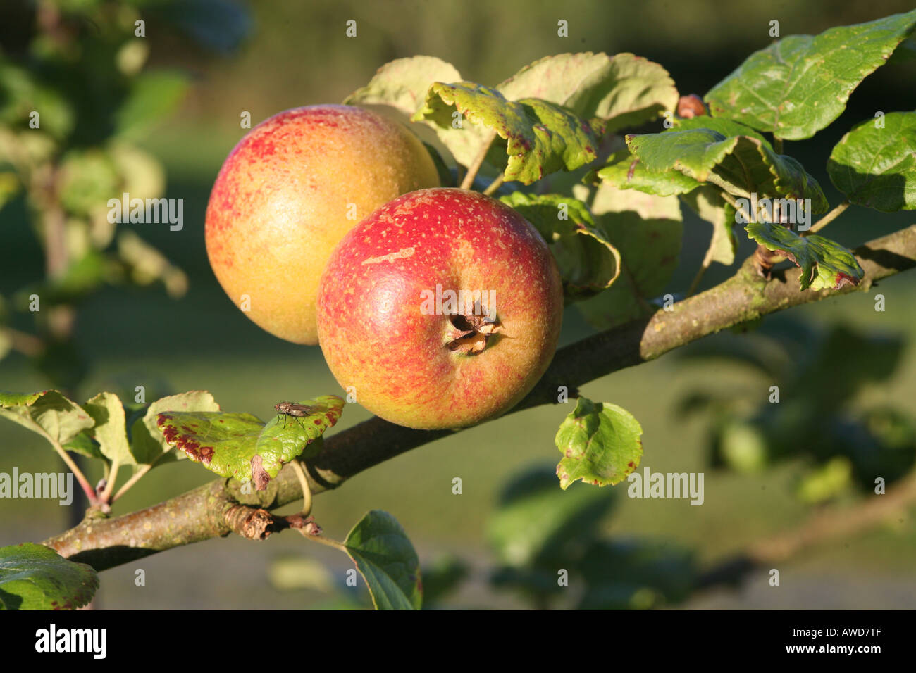 Good healthy apples hi-res stock photography and images - Alamy