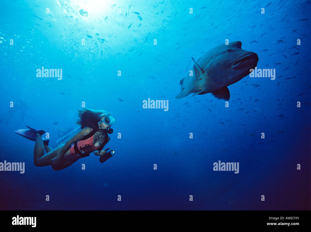 Humphead Wrasse (Cheilinus undulatus) and female scuba diver, underwater photograph, Indian Ocean Stock Photo