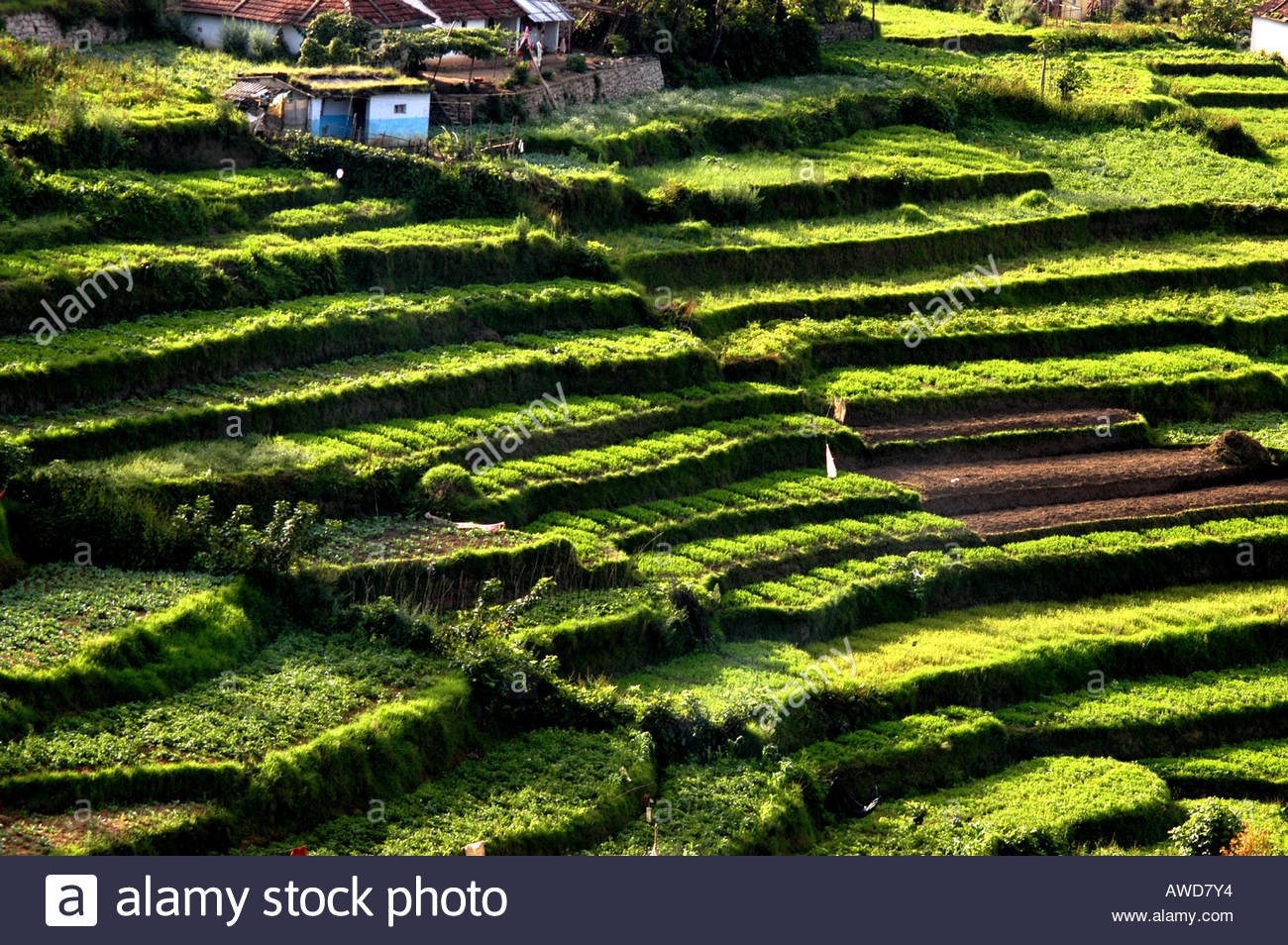 Terrace Farming In Kerala Stock Photos And Terrace Farming In Kerala