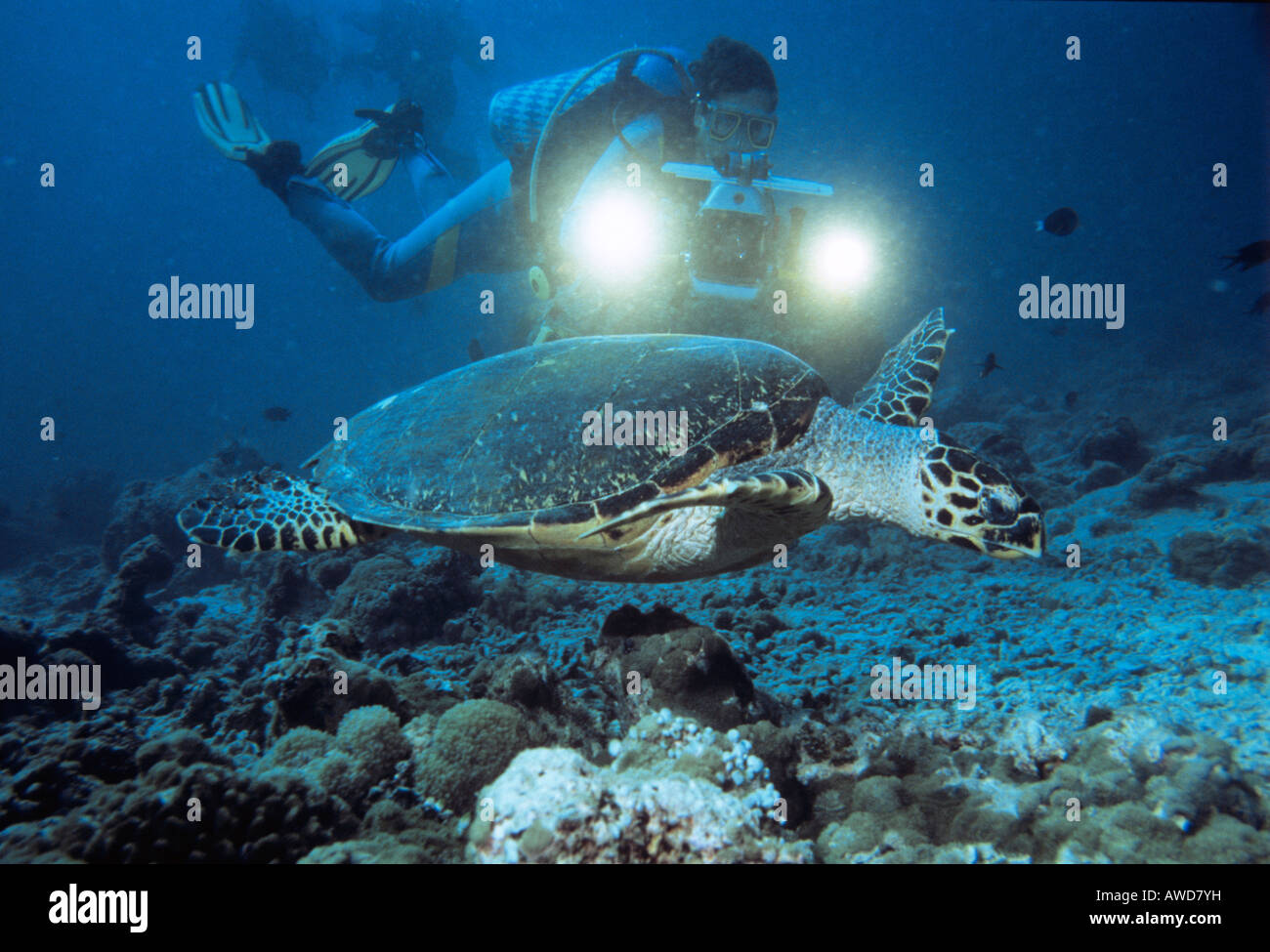 Sea Turtle (Cheloniidae) and scuba diver, underwater photograph, Indian Ocean Stock Photo