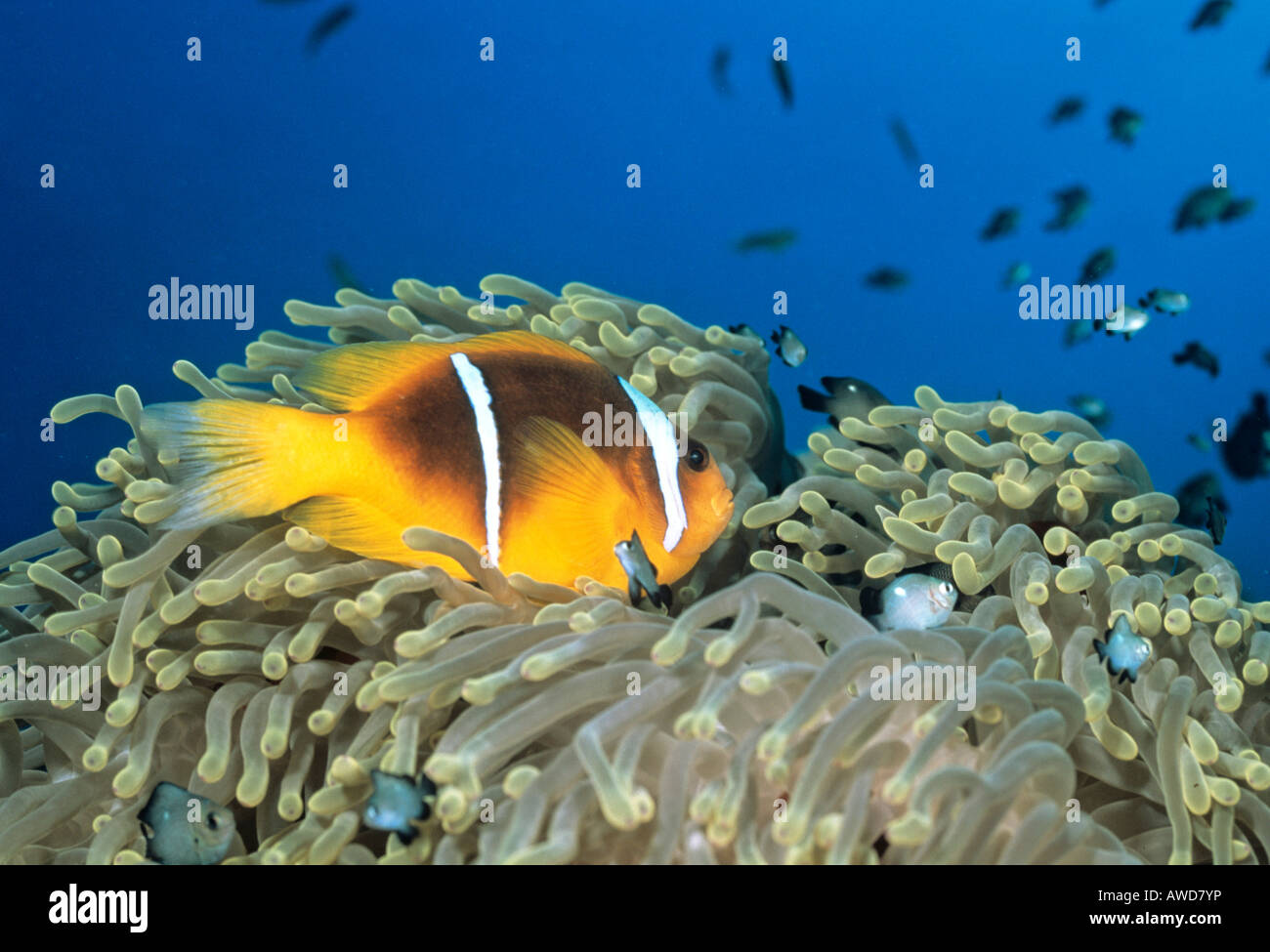 Red Sea Clownfish or Red Sea Anemonefish or Twoband Anemonefish (Amphiprion bicinctus) and Sea Anemone (Actiniaria), symbiosis, Stock Photo
