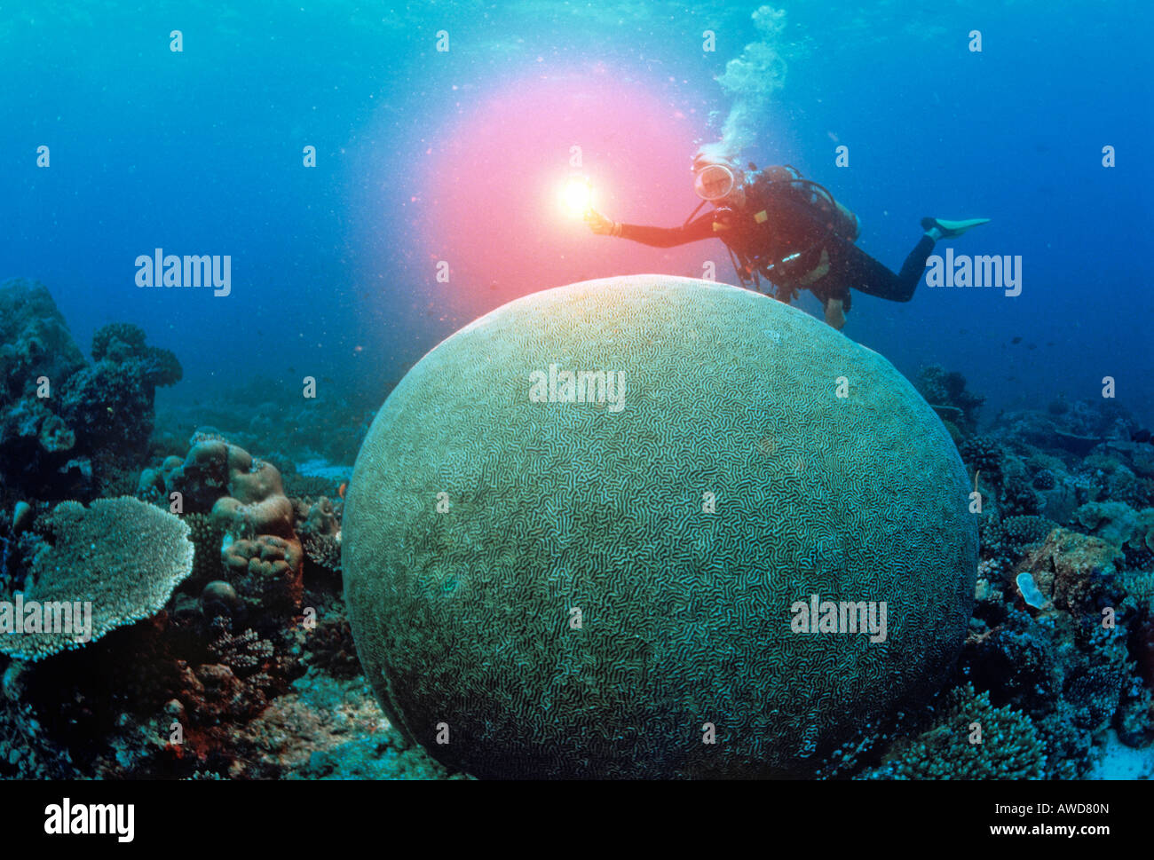 Green Brain Coral (Platygyra daedalea), scuba diver with light, underwater photograph, Indian Ocean Stock Photo