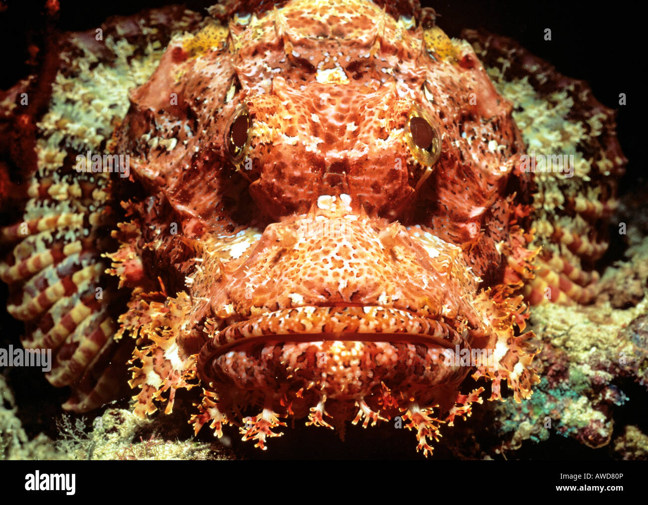 Bearded Scorpionfish (Scorpaenopsis barbatus), underwater photograph, Indian Ocean Stock Photo