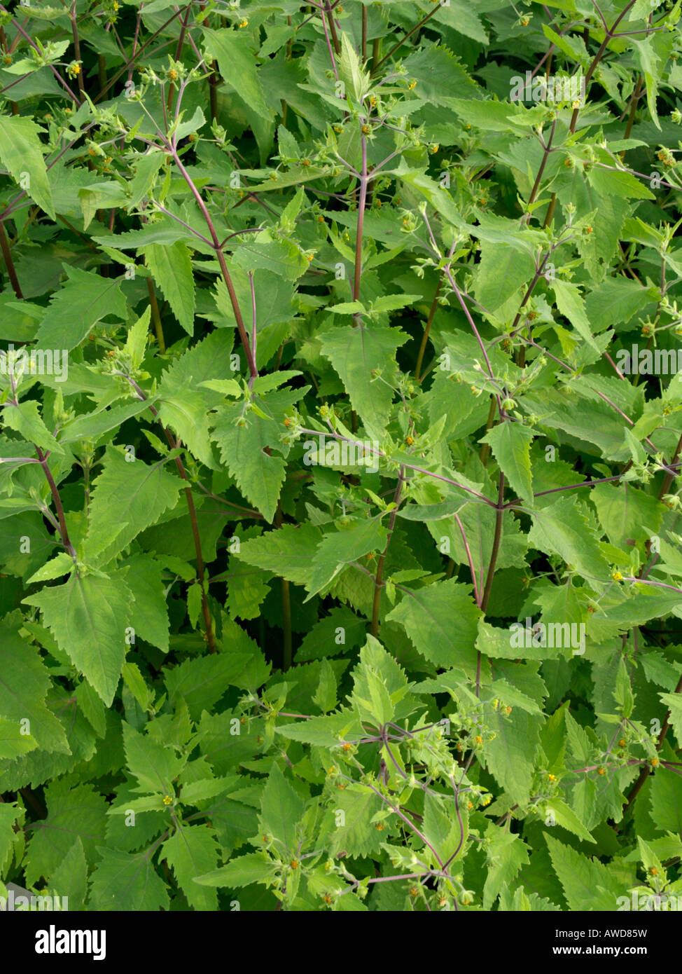 Sigesbeckia serrata Stock Photo