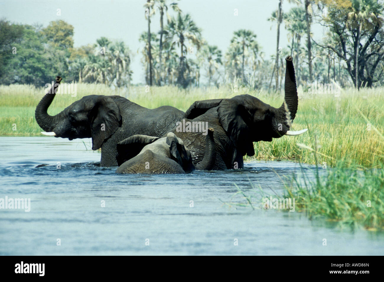 Elephants playing in the Okavango Delta Stock Photo