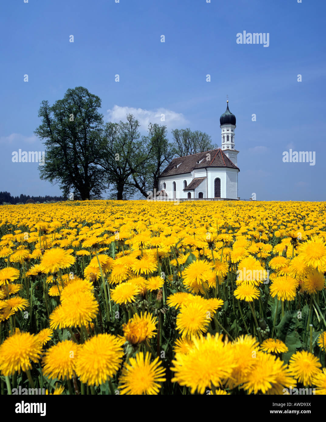 Andreas church near Etting, dandelion meadow in spring, Upper Bavaria, Germany Stock Photo