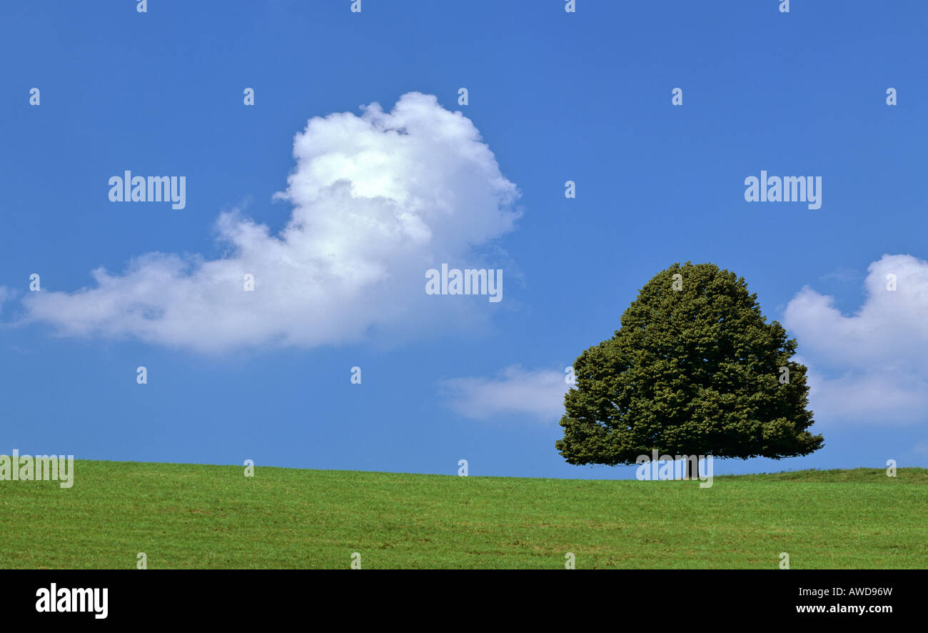 Lime tree (Tilia) on a summer meadow, cumulus cloud Stock Photo