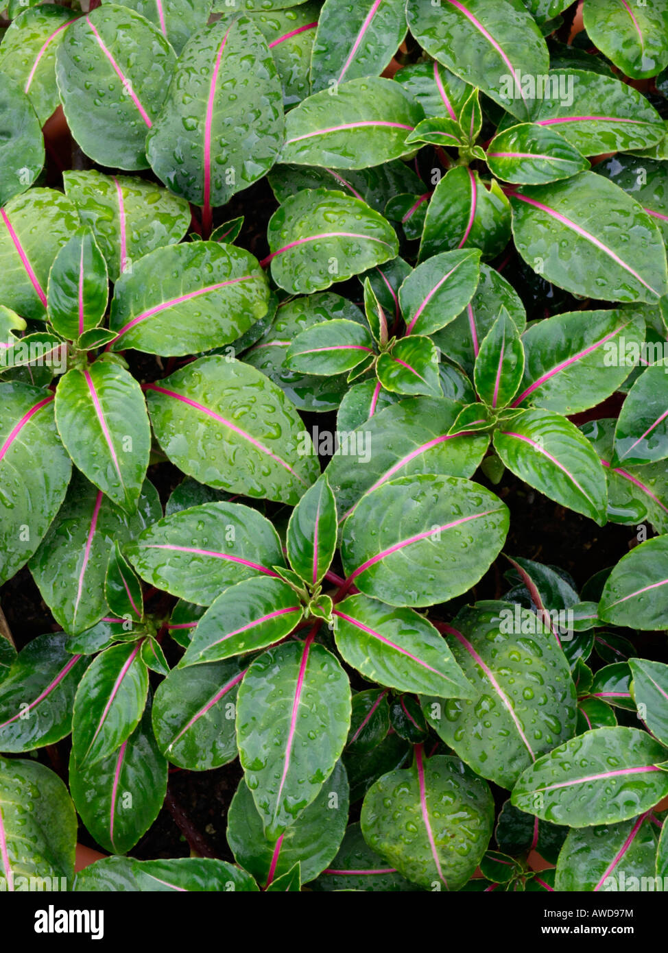Impatiens leaf hi-res stock photography and images - Alamy