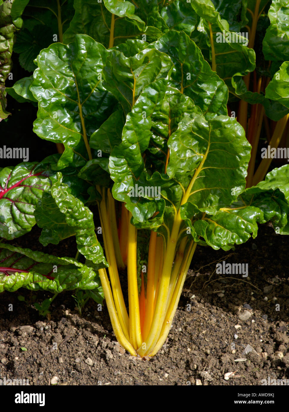 Mangold (Beta vulgaris var. cicla) Stock Photo