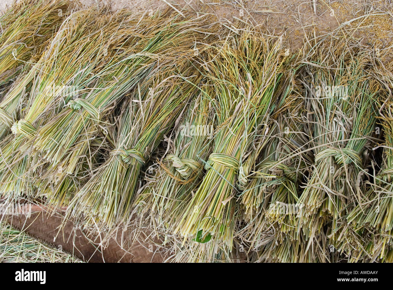 Bundled ears of rice after harvest, Koh Kong Province, Cambodia Stock ...