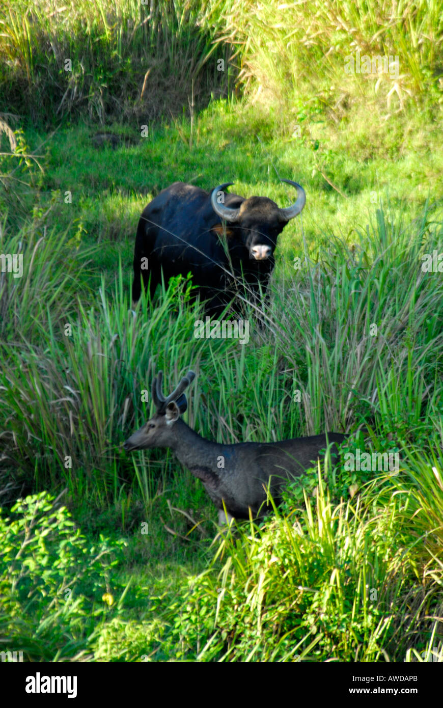 GAUR IN PERIYAR TIGER RESERVE THEKKADY Stock Photo - Alamy