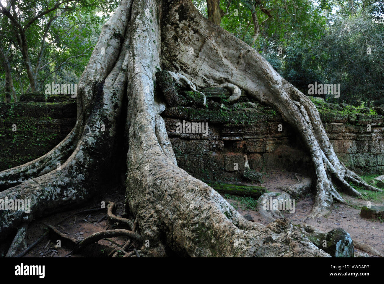 Rainforest growing over the ruins of the ancient tempels of Angkor, Cambodia Stock Photo