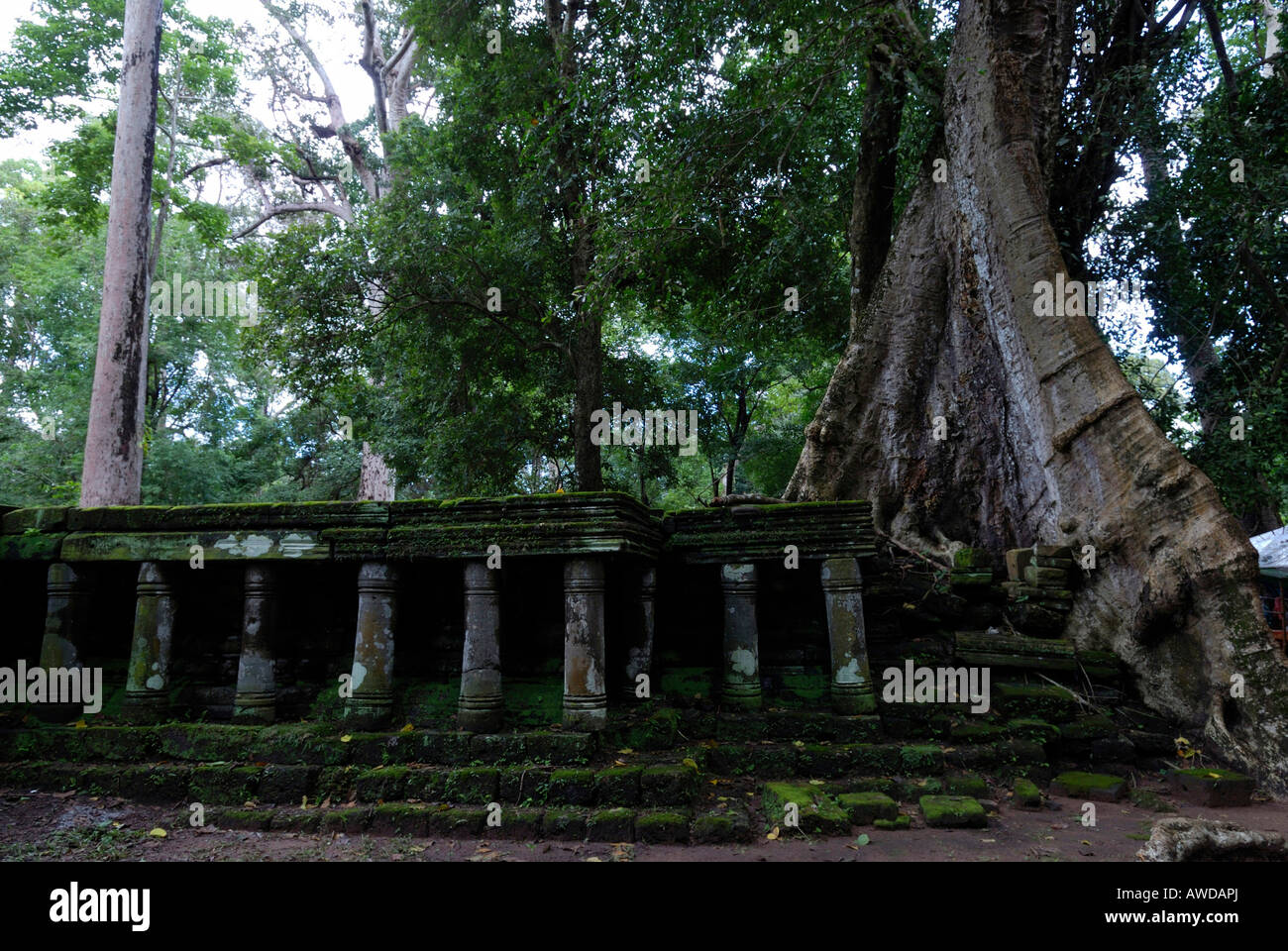 Rainforest growing over the ruins of the ancient city Angkor Thom, Cambodia Stock Photo