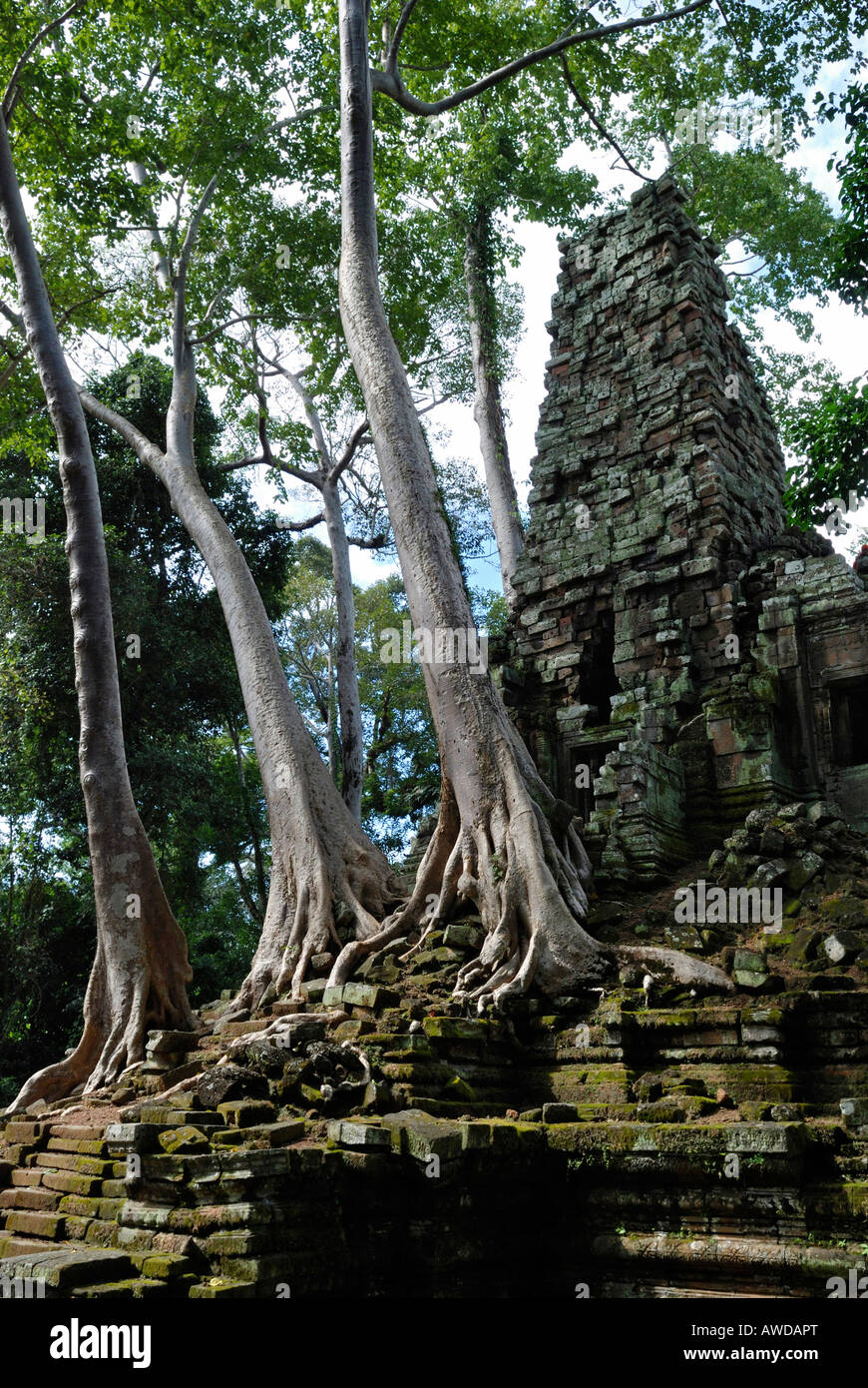 Rainforest growing over the ruins of Preah Paliliay tempel in the ancient city Angkor Thom, Cambodia Stock Photo