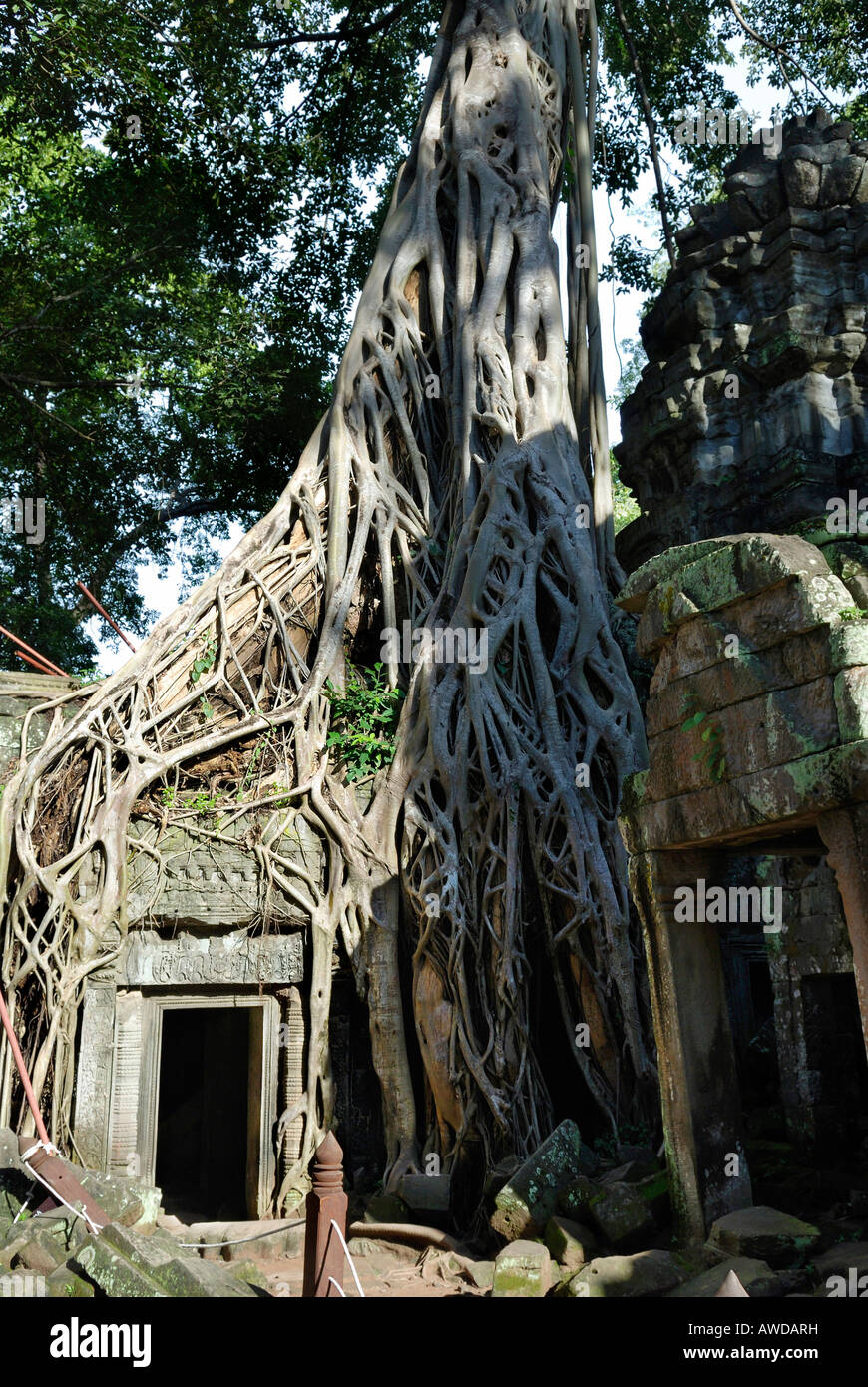 Rainforest growing over a gate in the ruins of the ancient tempel Ta Prohm, Angkor, Cambodia Stock Photo