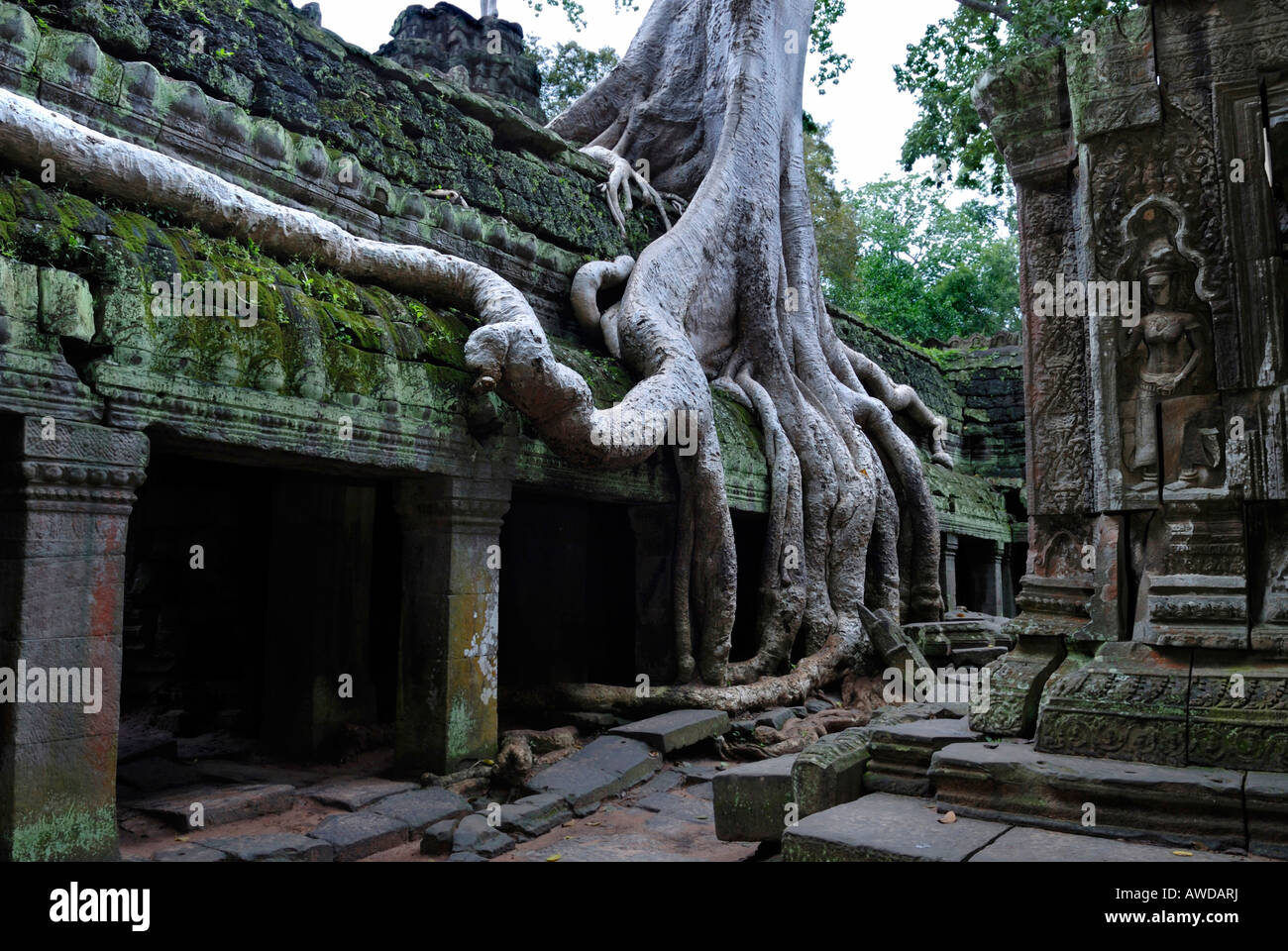 Giant roots of a tropical tree growing over the runins of Ta Prohm tempel, Angkor, Cambodia Stock Photo