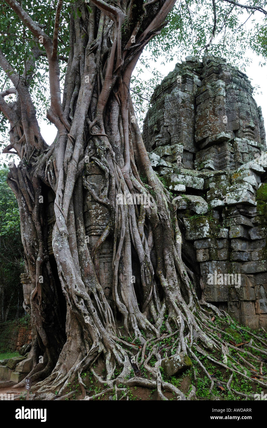 Rainforest growing over the ruins of the ancient tempels of Angkor, Cambodia Stock Photo