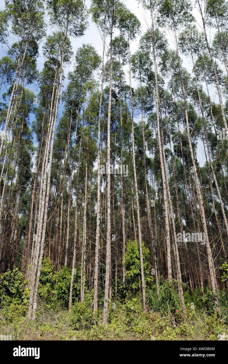 Eucalyptus plantation rainforest hires stock photography and images