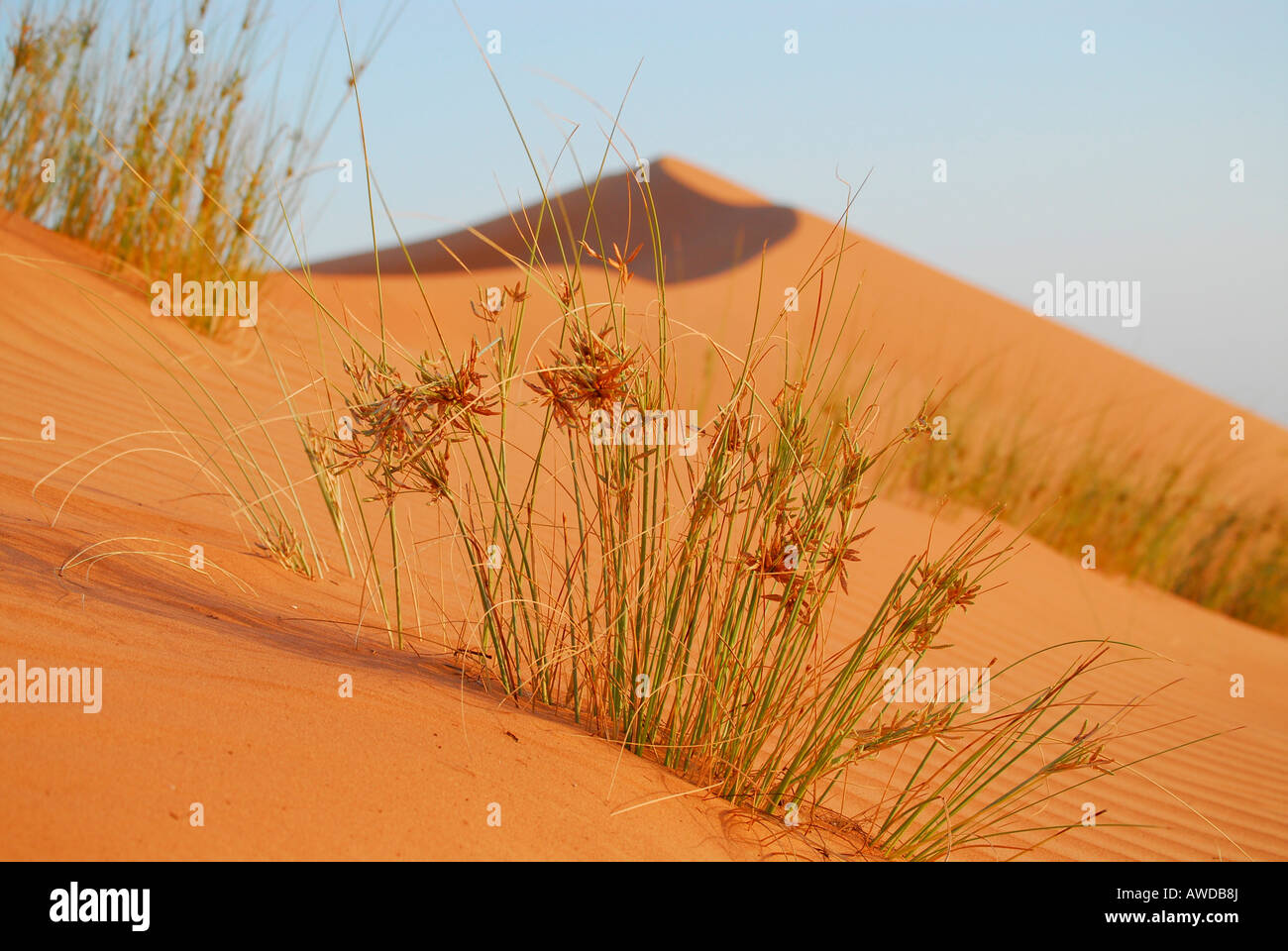 Sand dune, Wahiba Sands (Wahiba desert), Oman Stock Photo