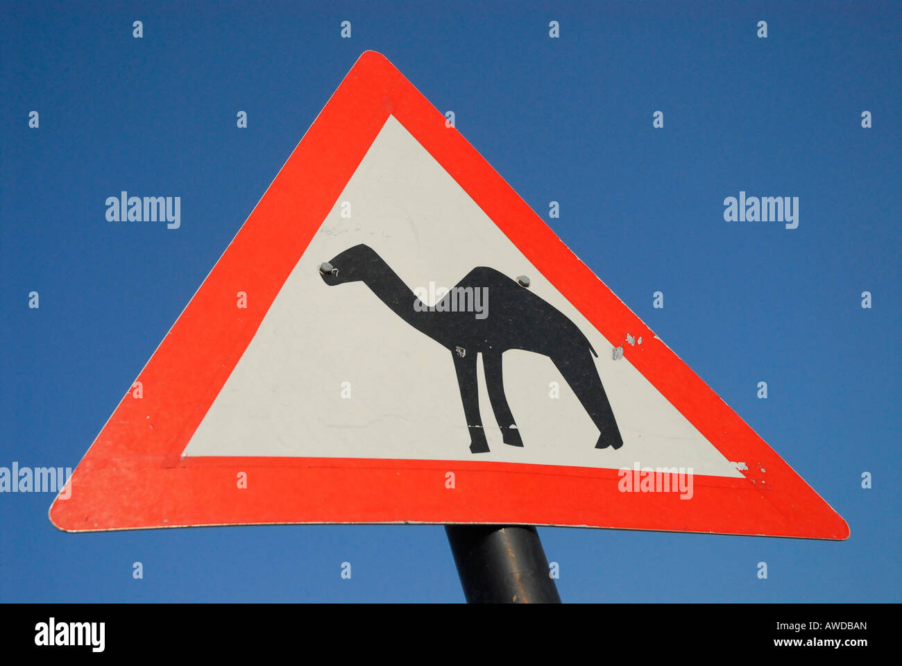 Street sign: 'Beware of camels!', near Muscat, Oman Stock Photo