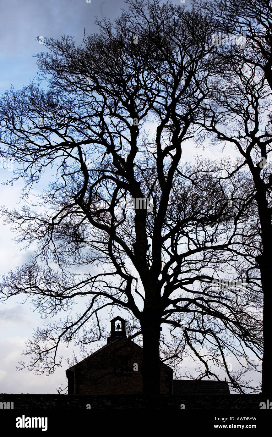 Oak tree silhouette hi-res stock photography and images - Alamy