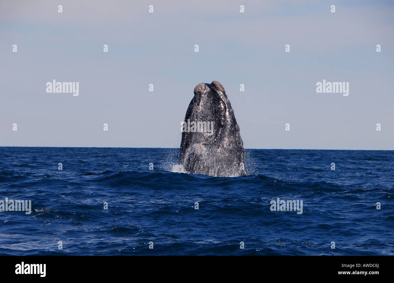 Southern Right Whale, Península Valdés, Chubut province, Patagonia, Argentina Stock Photo
