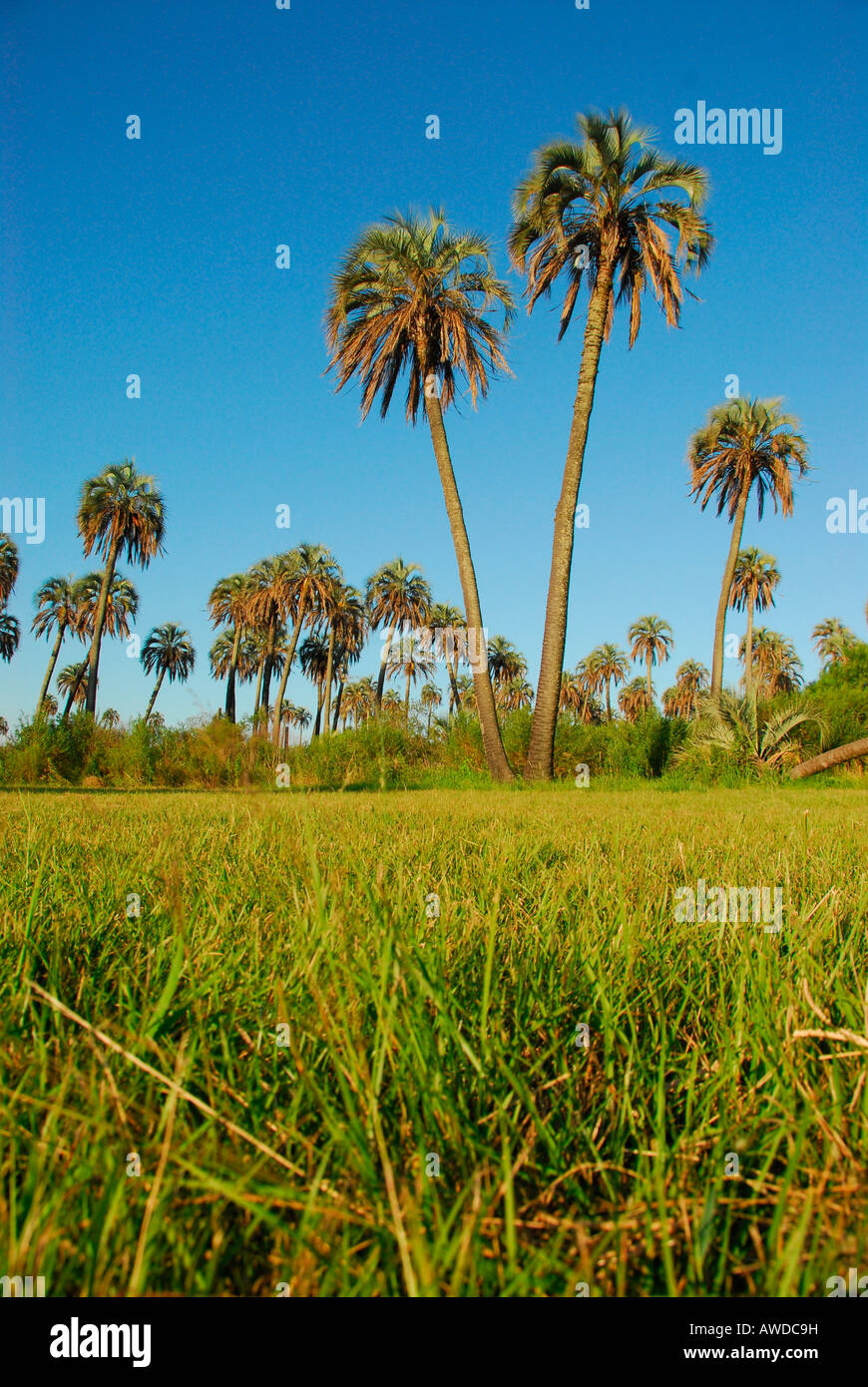 Parque Nacional El Palmar, near Colón, Entre Ríos province, Argentina Stock Photo