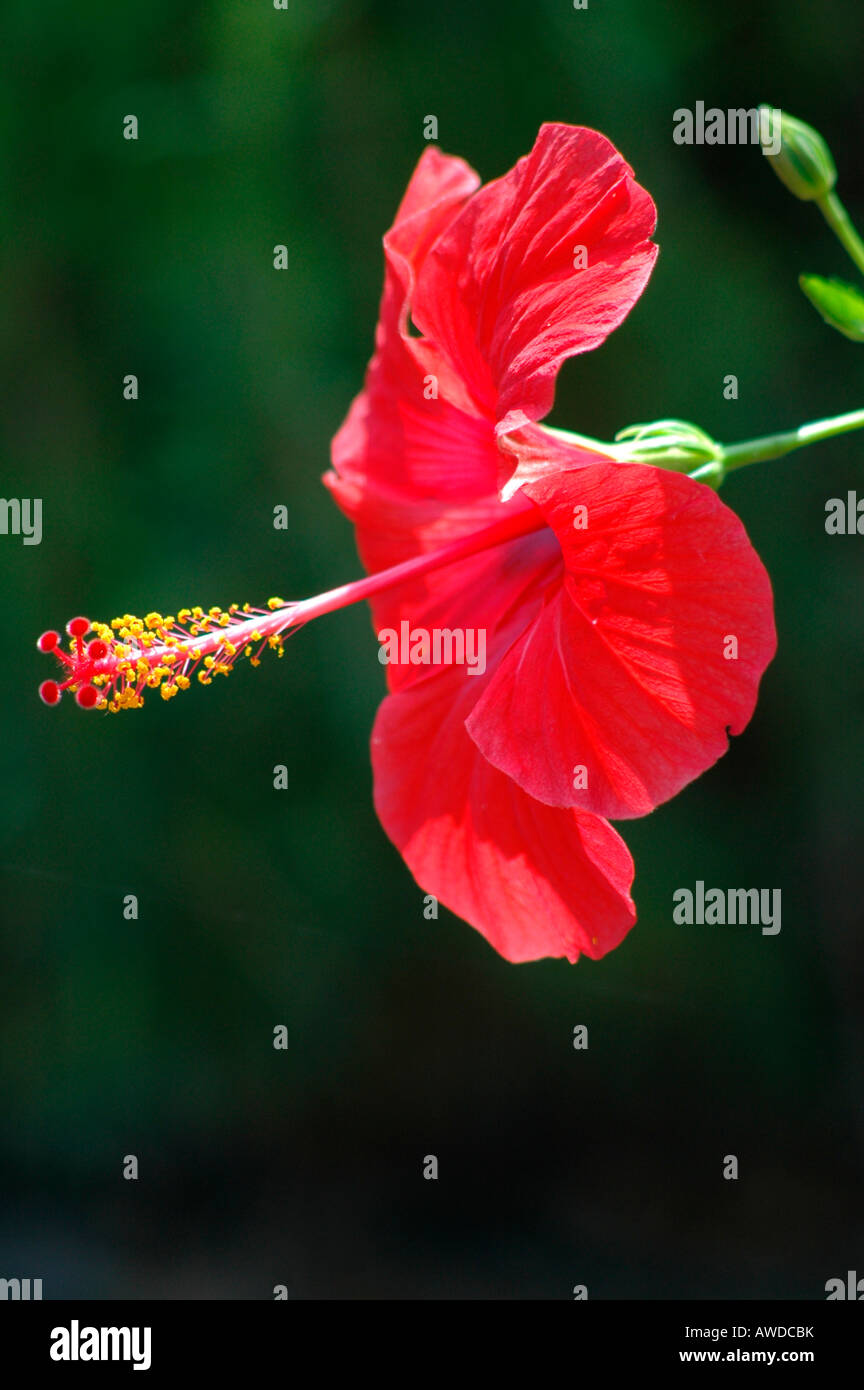 Hibiscus flower (Hibiscus) in springtime, Costa Blanca, Spain, Europe Stock Photo
