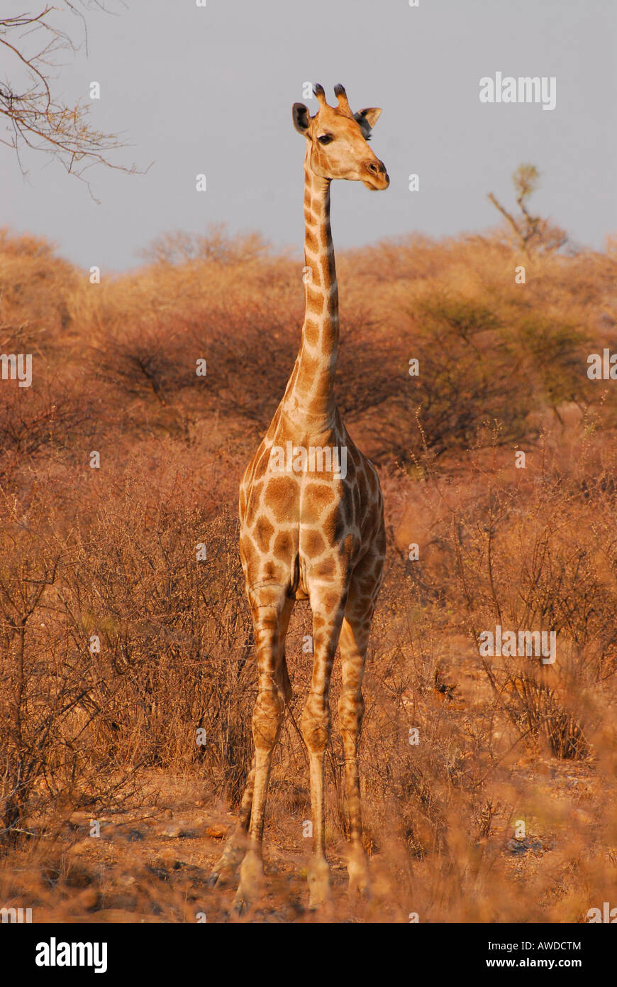Young Giraffe (Giraffa camelopardalis) at a game farm near Okahandja, Namibia, Africa Stock Photo