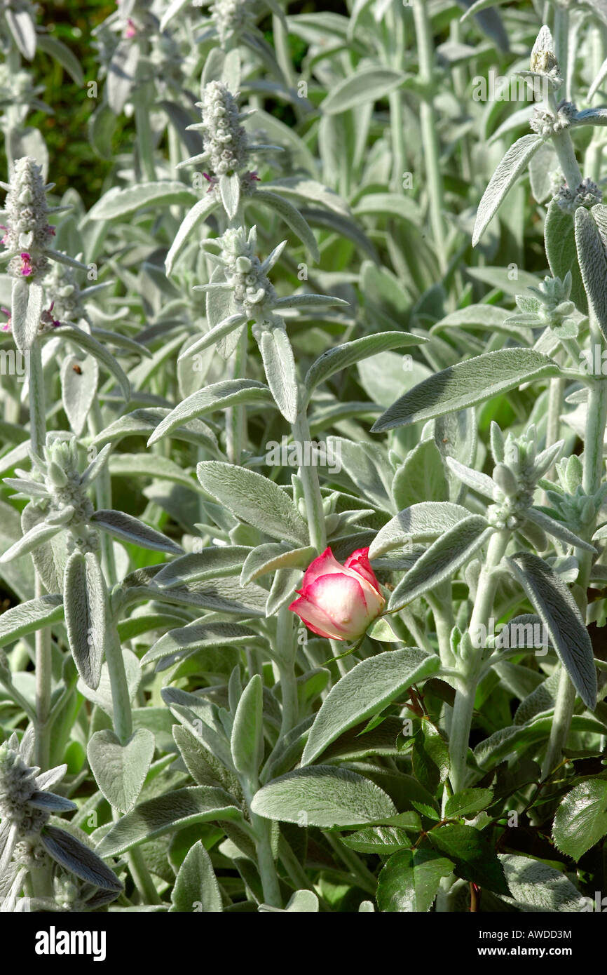 Lamb's Ear (Stachys byzantina) and rose Stock Photo