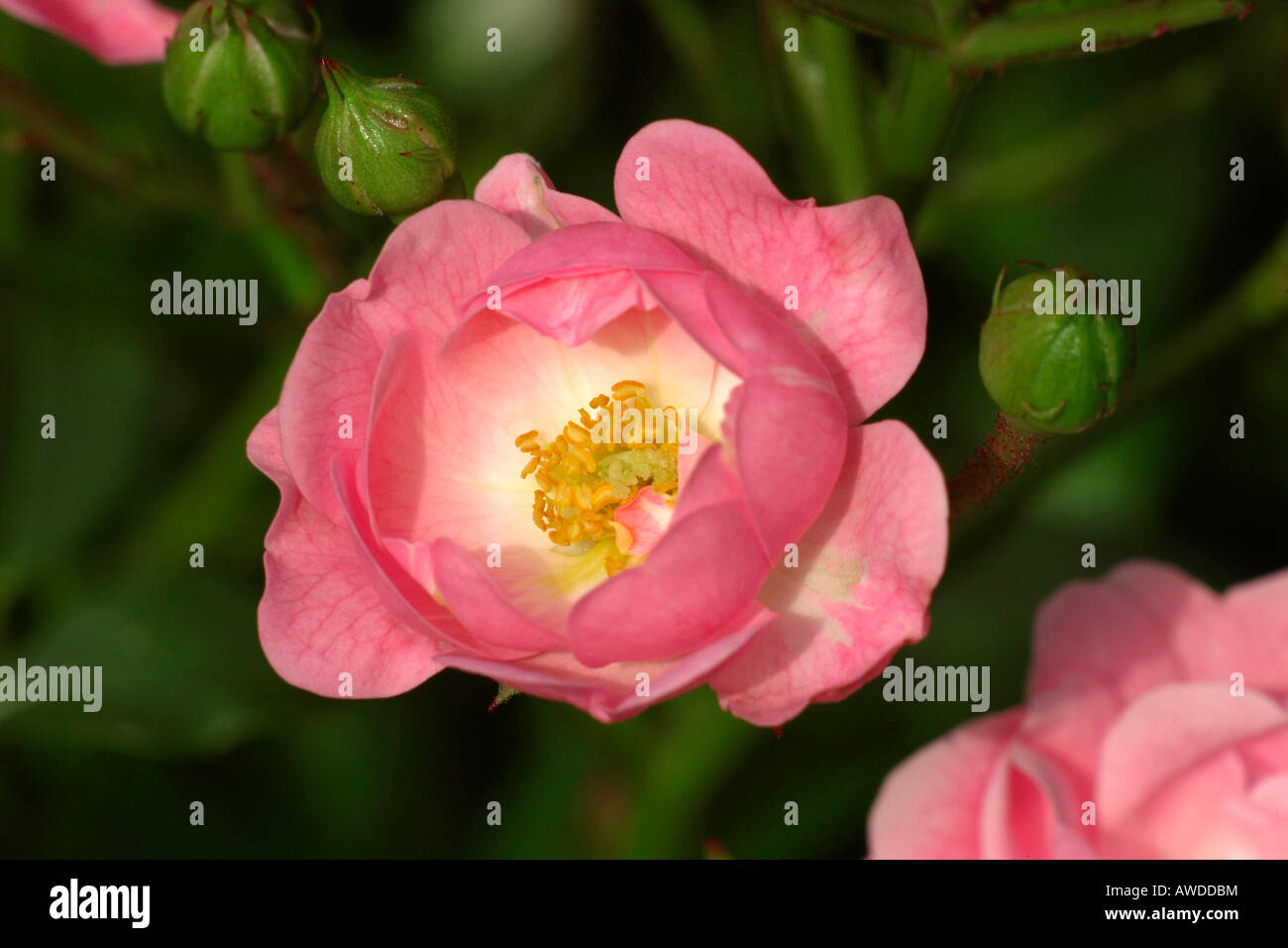 Rose variety 'The Fairy', cultivator Bentall Stock Photo