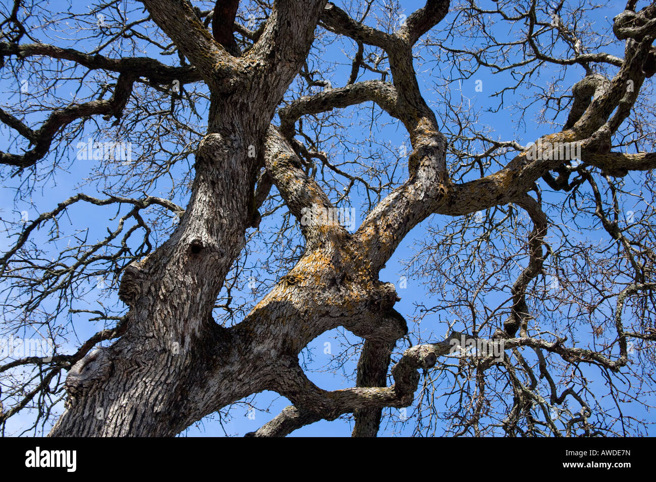 Deciduous Cork Oak tree displaying massive branches. Stock Photo