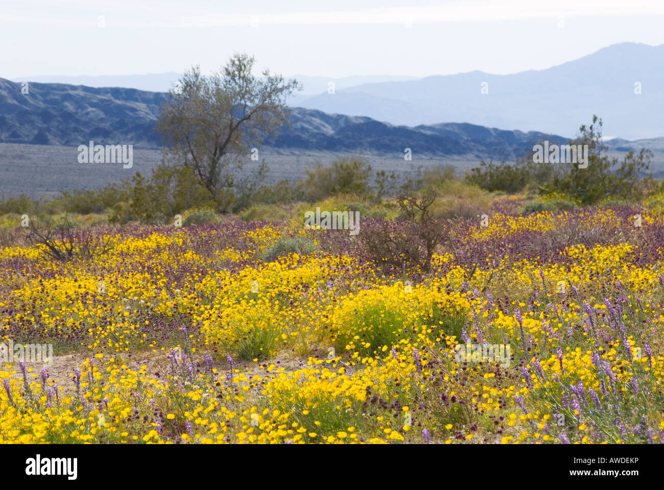 Fields of yellow wild flowers blooming in the spring time near Joshua