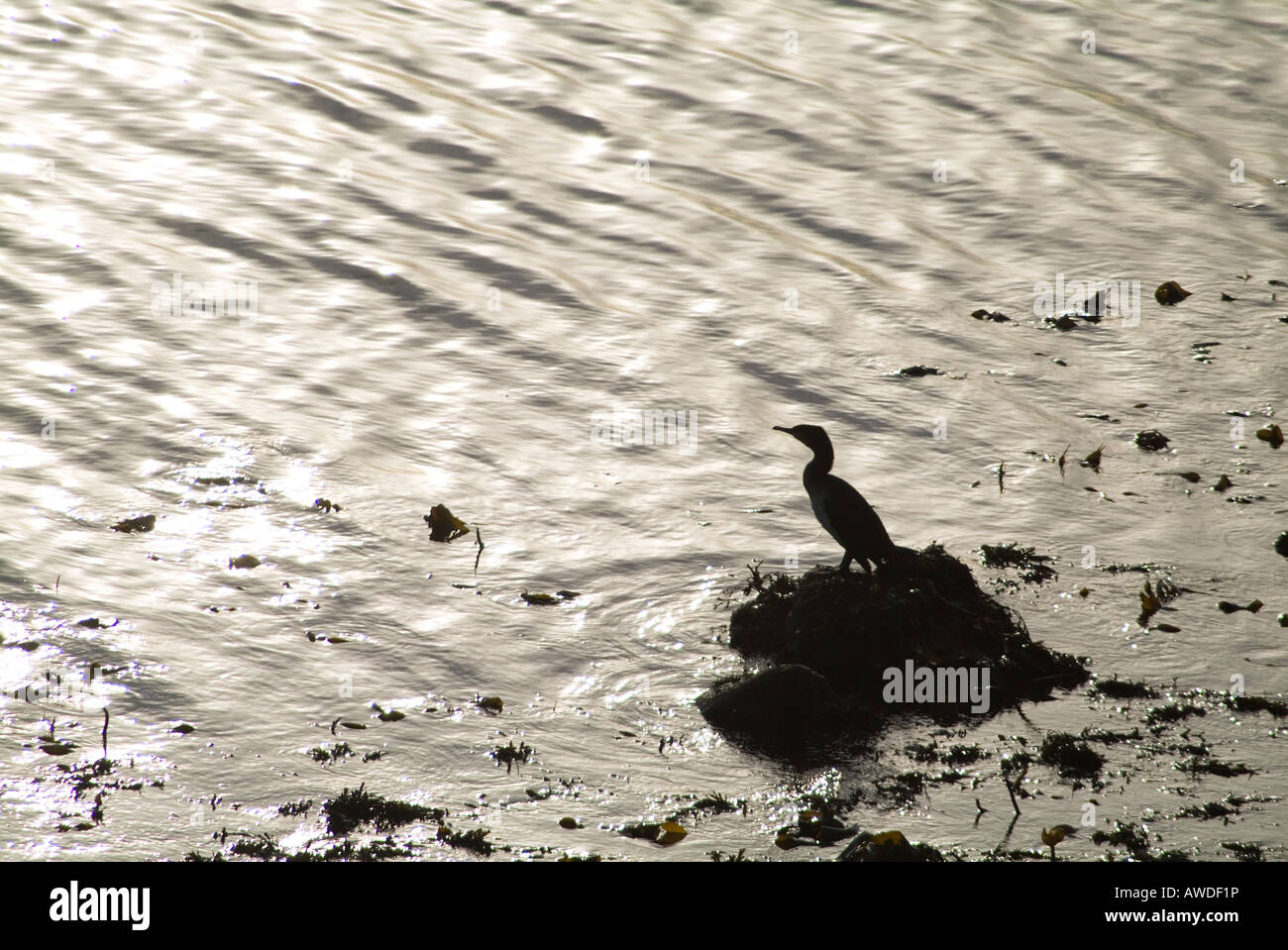 dh Cormorant CORMORANTS UK Bird sitting on rock Orkney Stock Photo