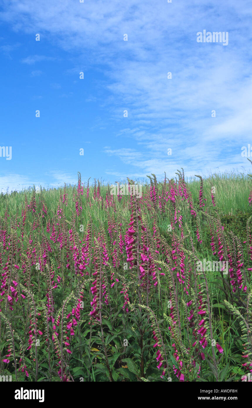 Foxgloves (Digitalis purpurea) on grassland slope. Stock Photo