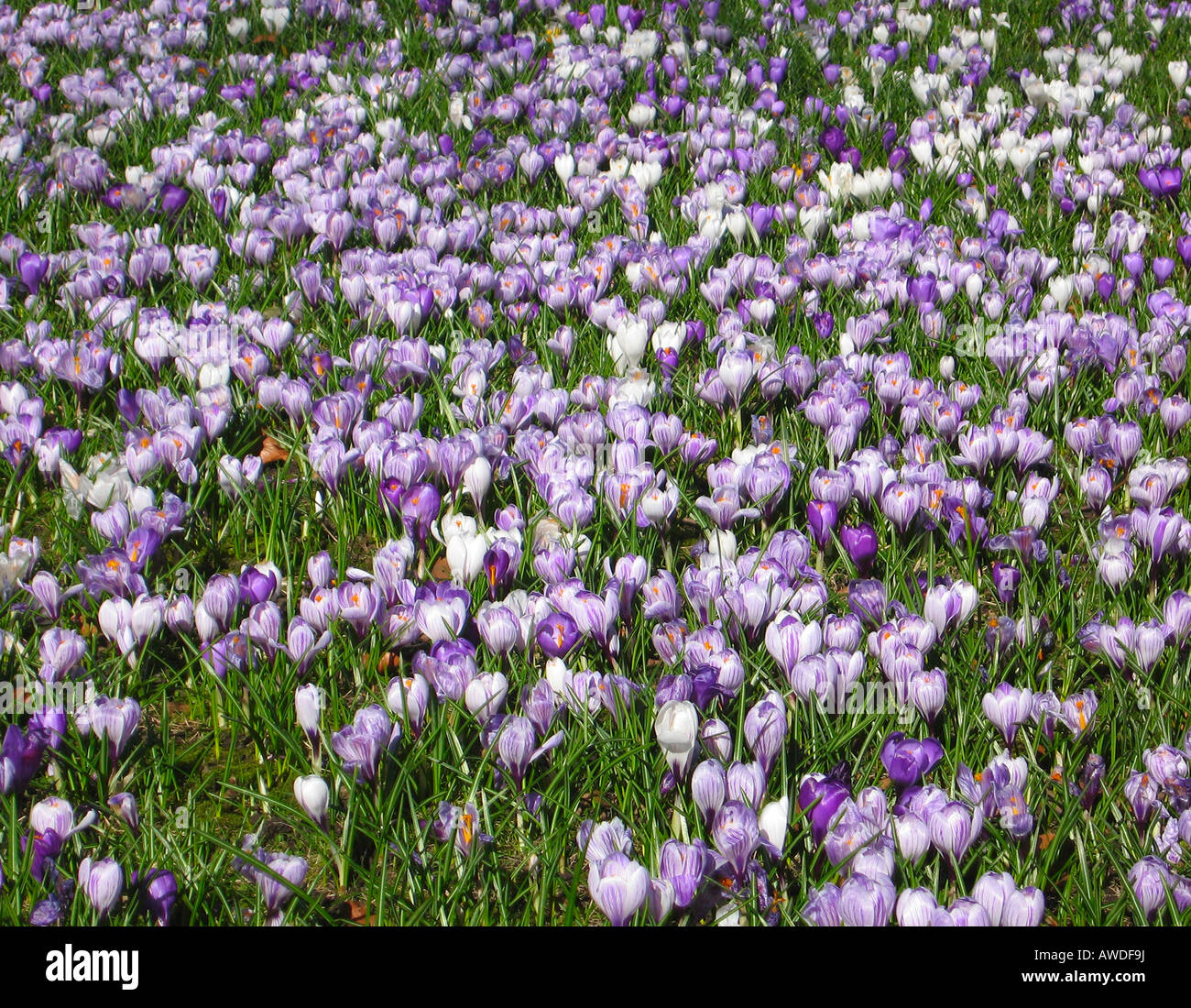 Carpet of Purple Blue White Crocus Flowers in Full Bloom at Duthie Park Aberdeen Scotland Stock Photo